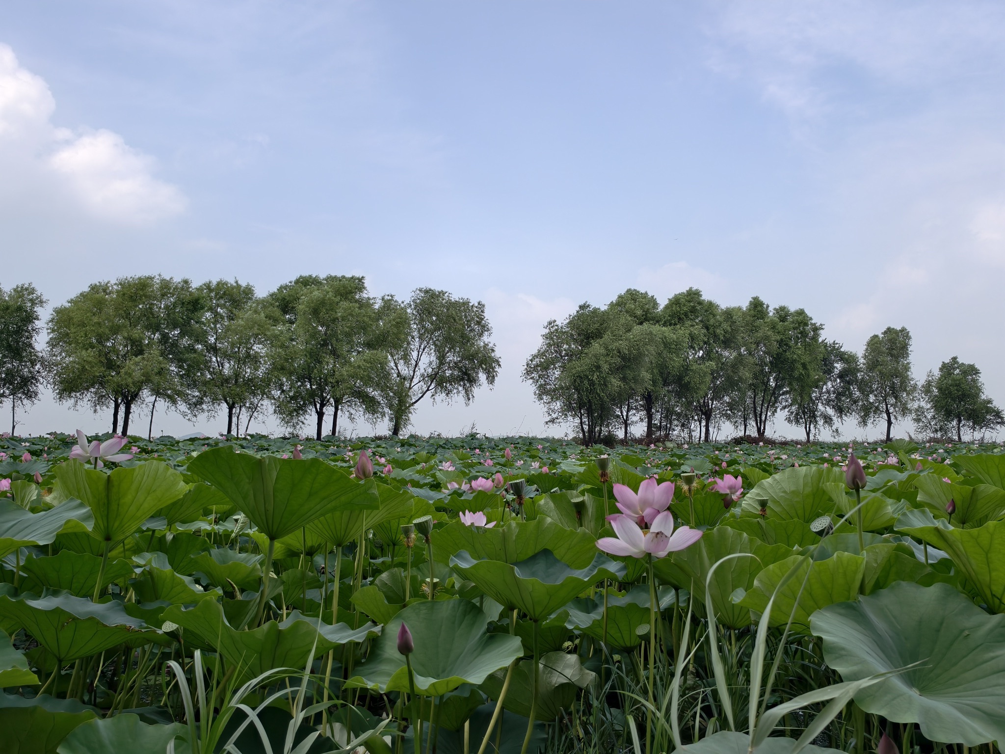 辽河七星湖景区