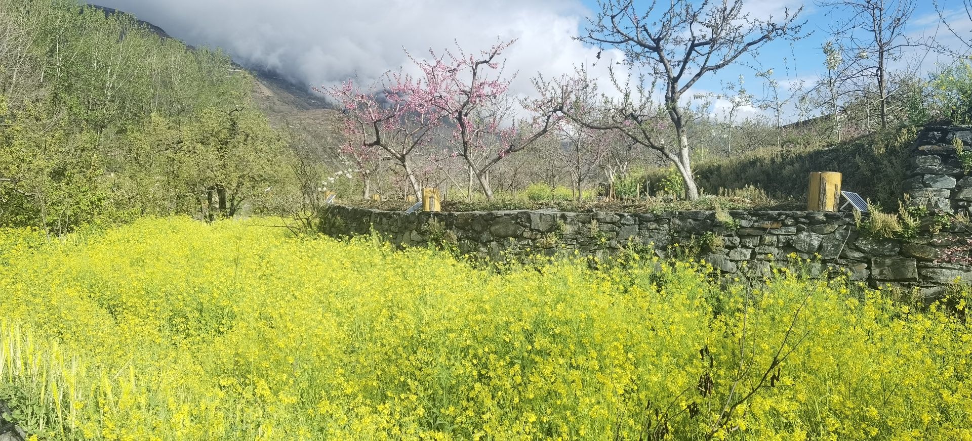 藏羌梨花缘旅行图片 1