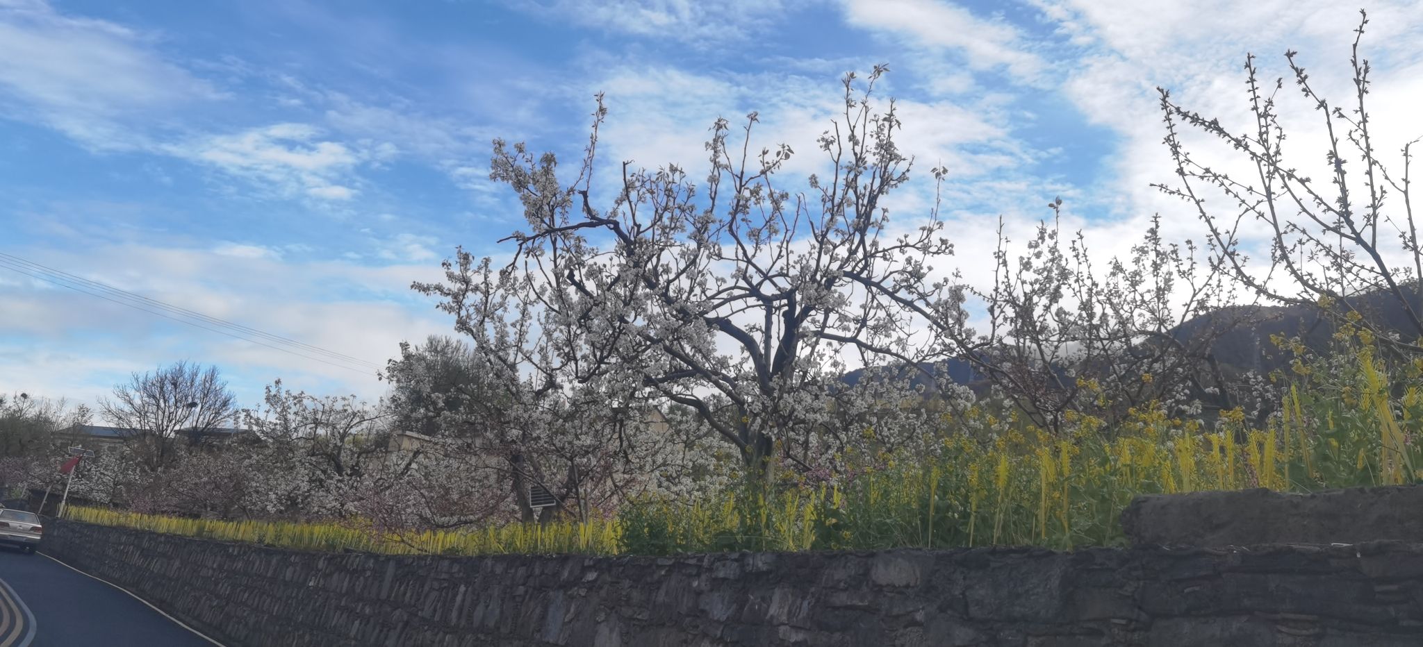藏羌梨花缘旅行图片 2