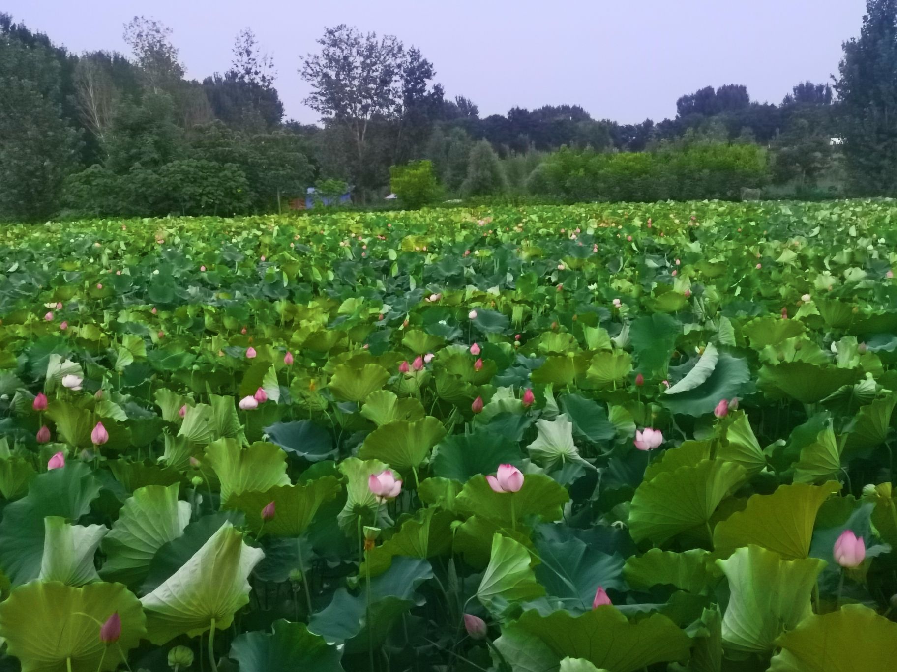 方里莲花池旅行图片 1