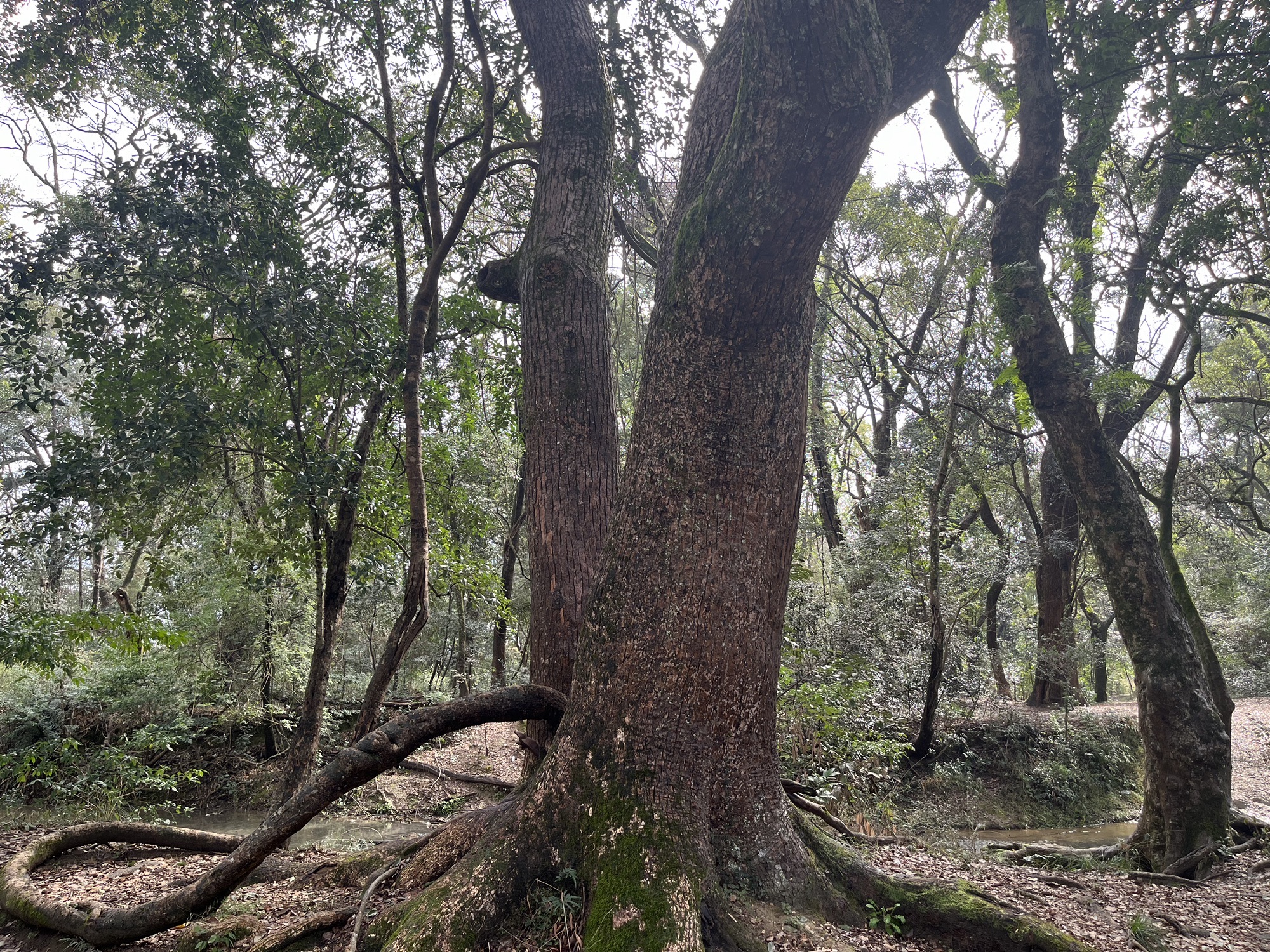 原始森林旅游景区旅行图片 1
