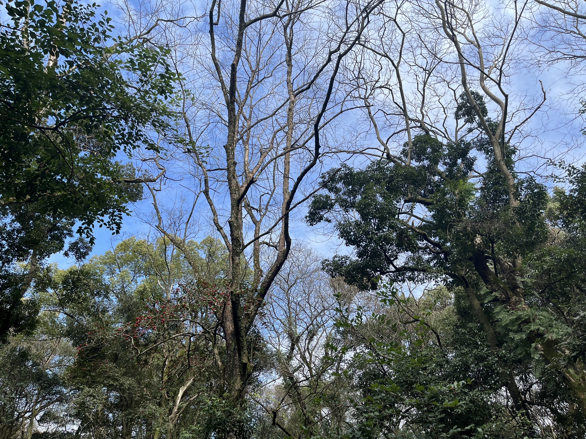 原始森林旅游景区旅行图片 3
