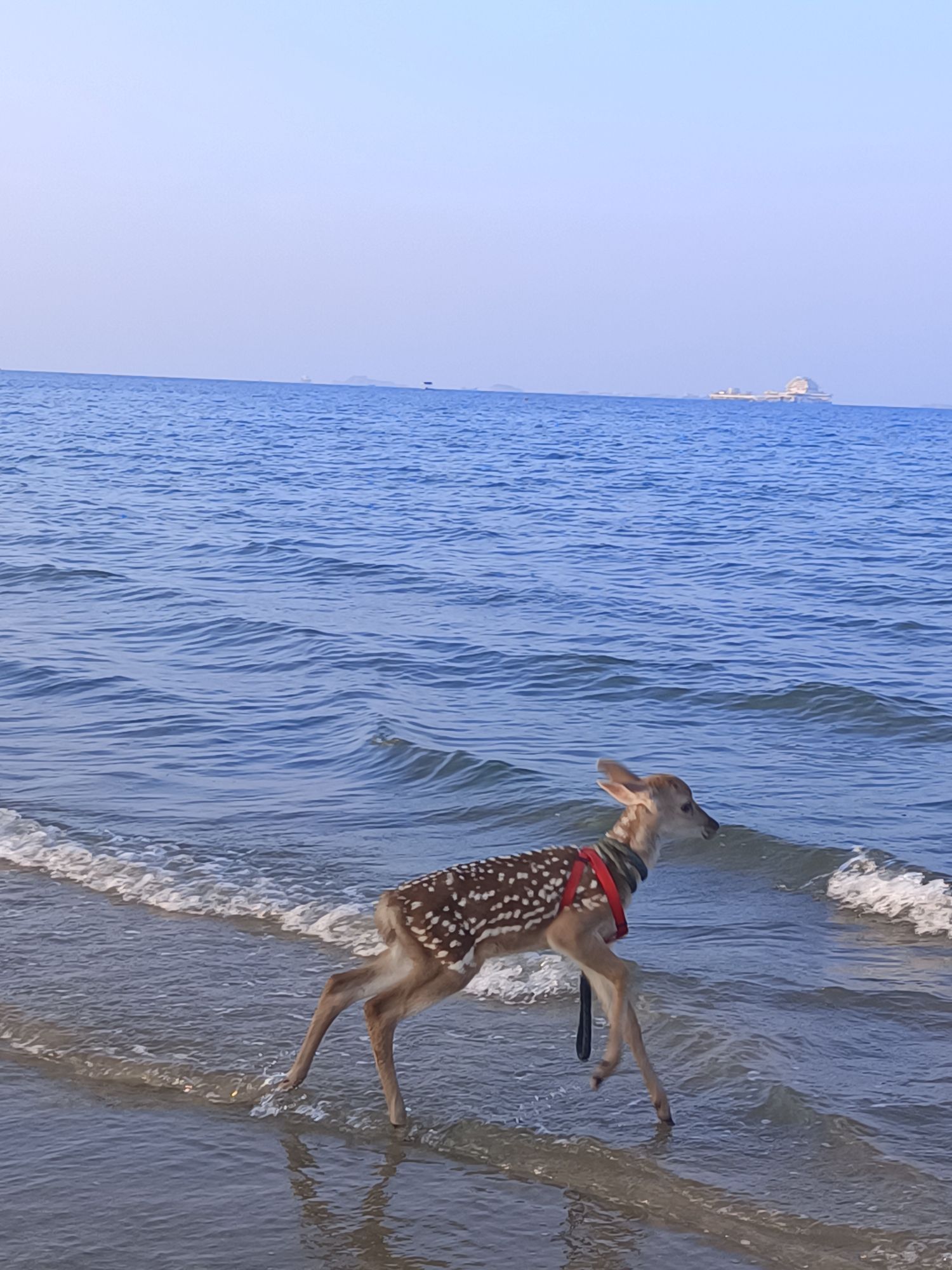 烟台清泉海洋(牧场)公园旅行图片 2