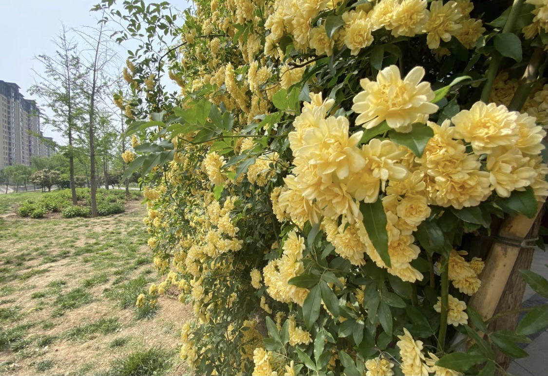 迎宾公园旅行图片 2