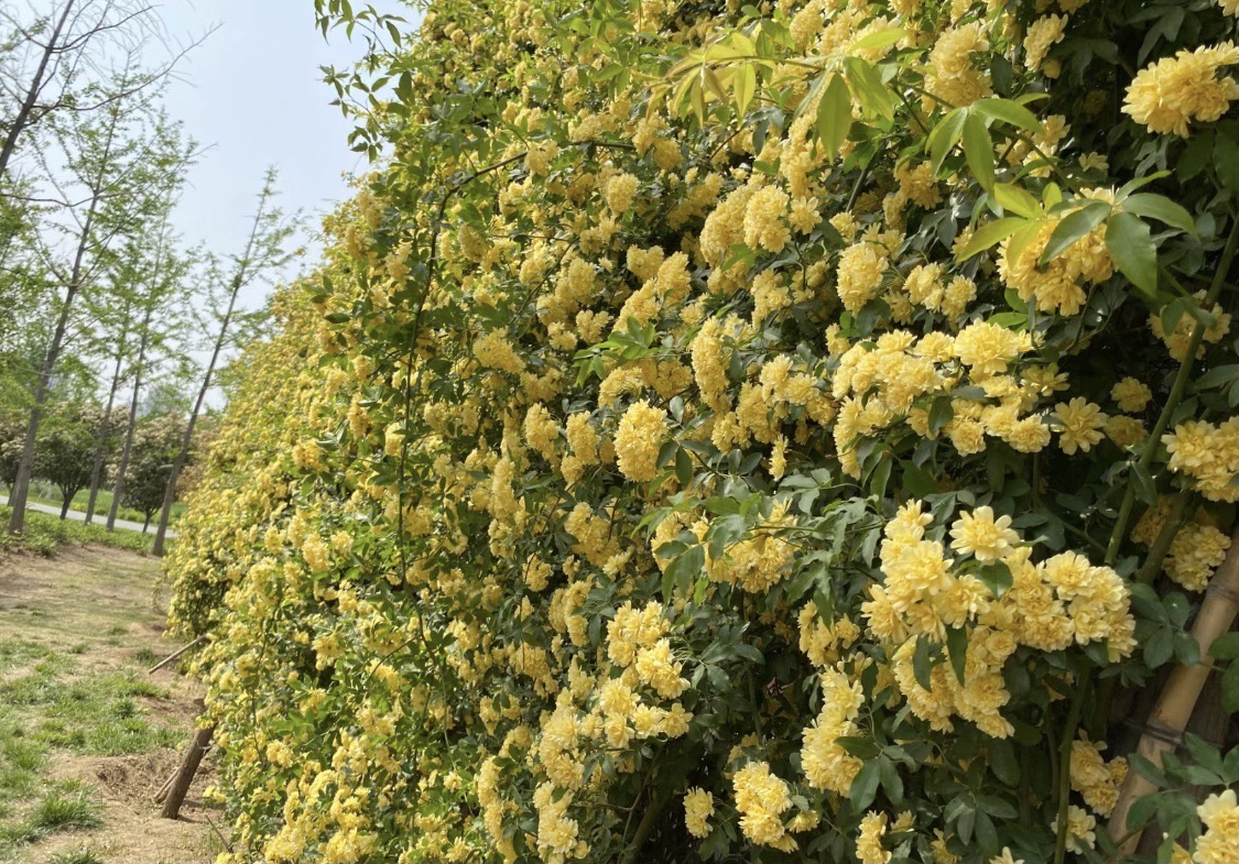 迎宾公园旅行图片 1
