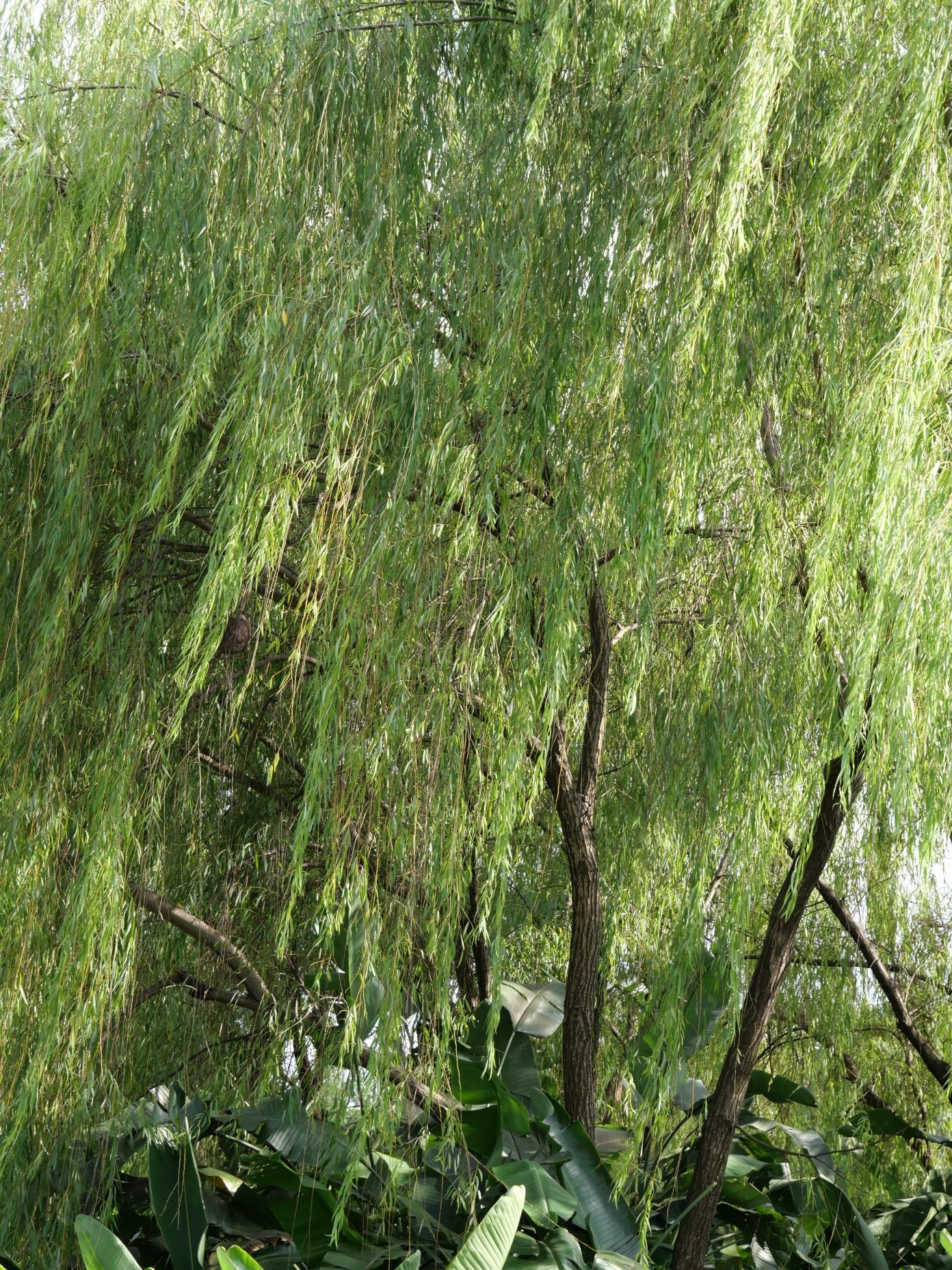 老河道公园旅行图片 2