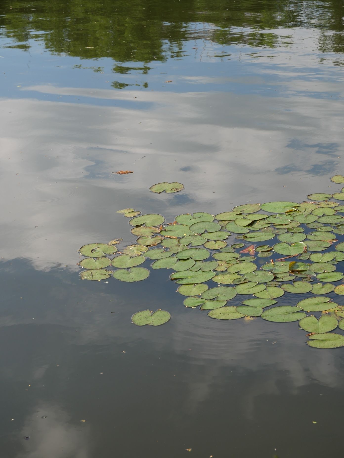老河道公园旅行图片 3