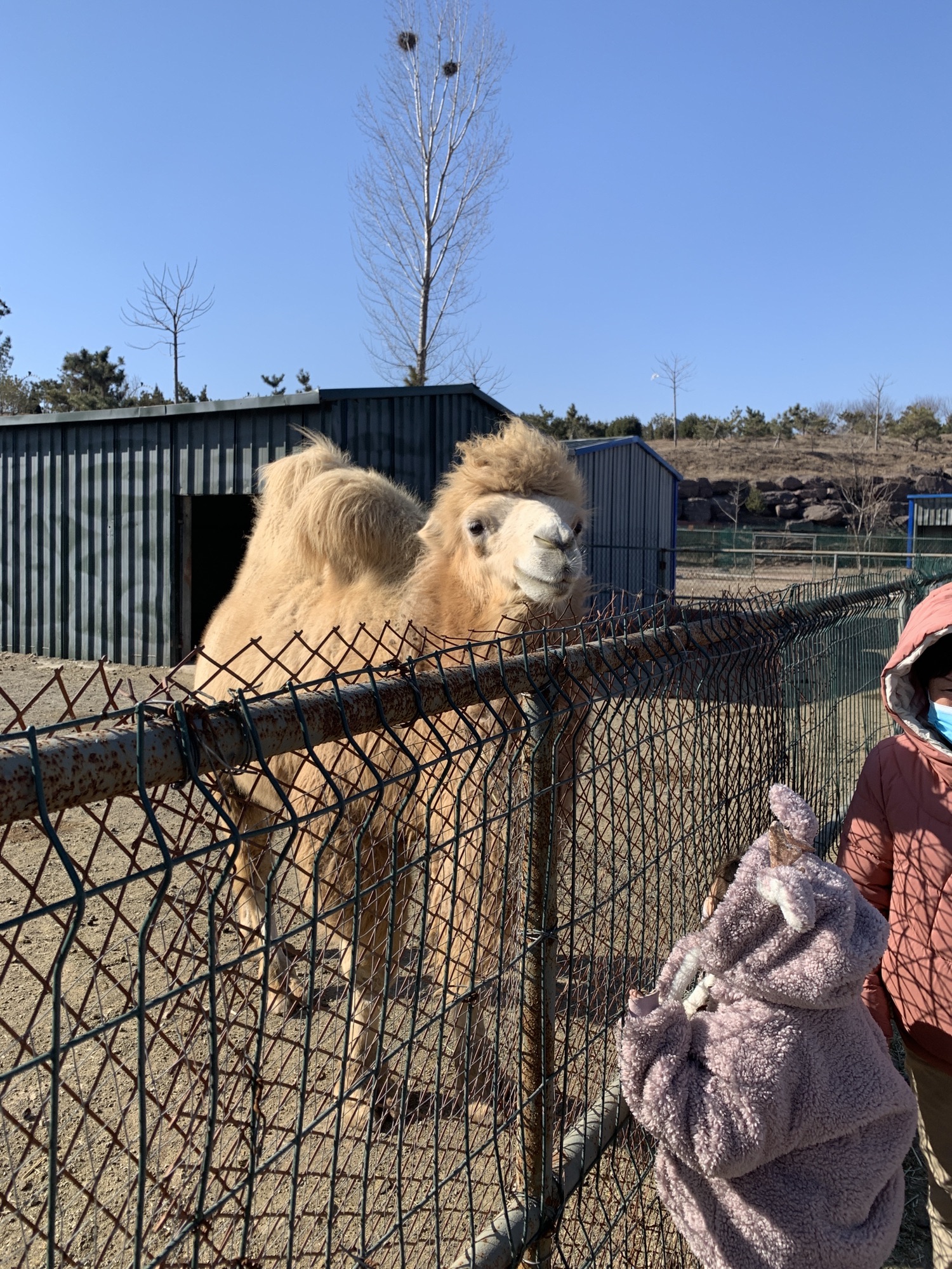 莲花山农庄小镇旅行图片 3