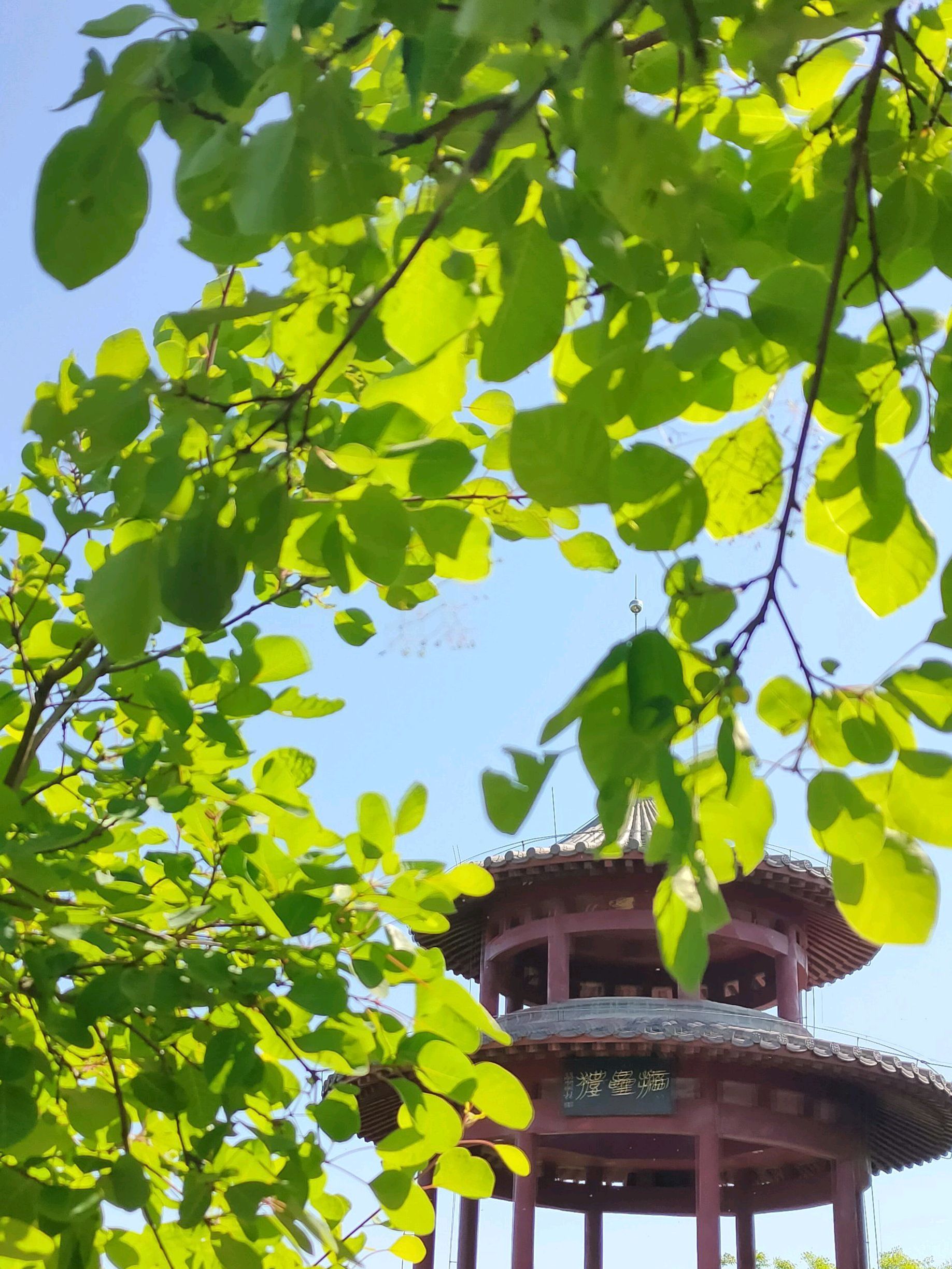 摘星楼风景区旅行图片 3