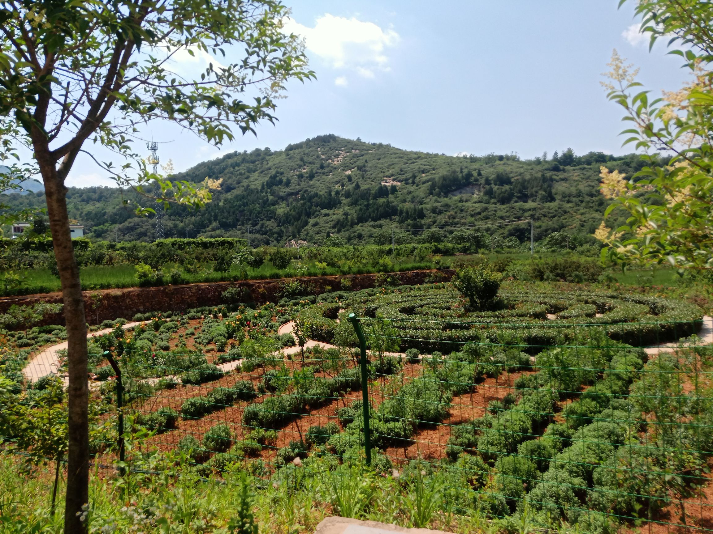 摘星楼风景区旅行图片