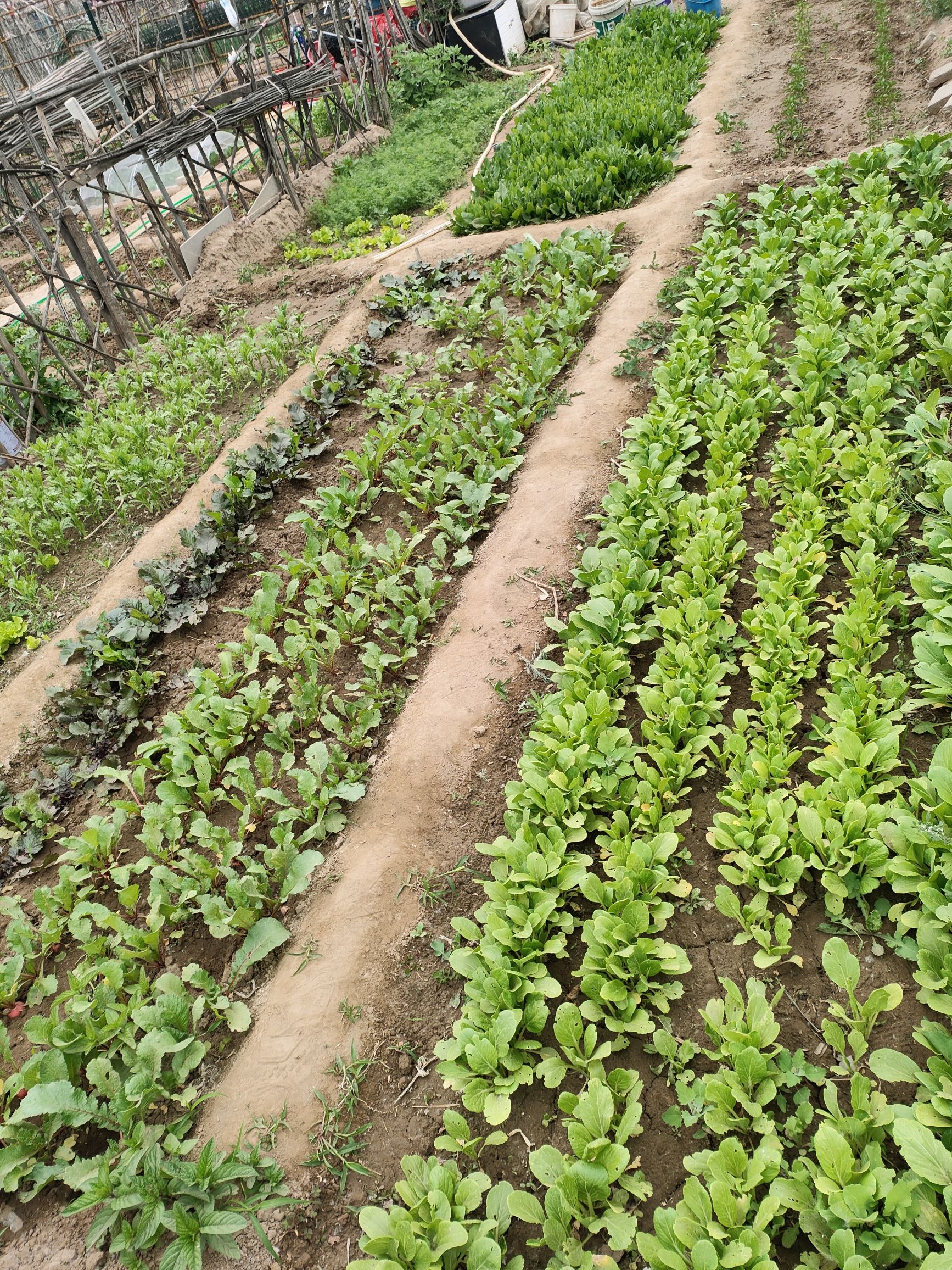 场地封面-紫谷小菜园