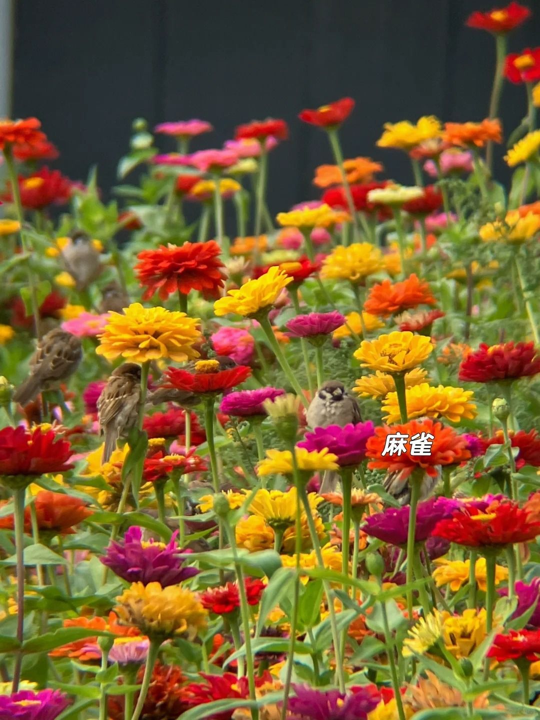 台地公园旅行图片 1