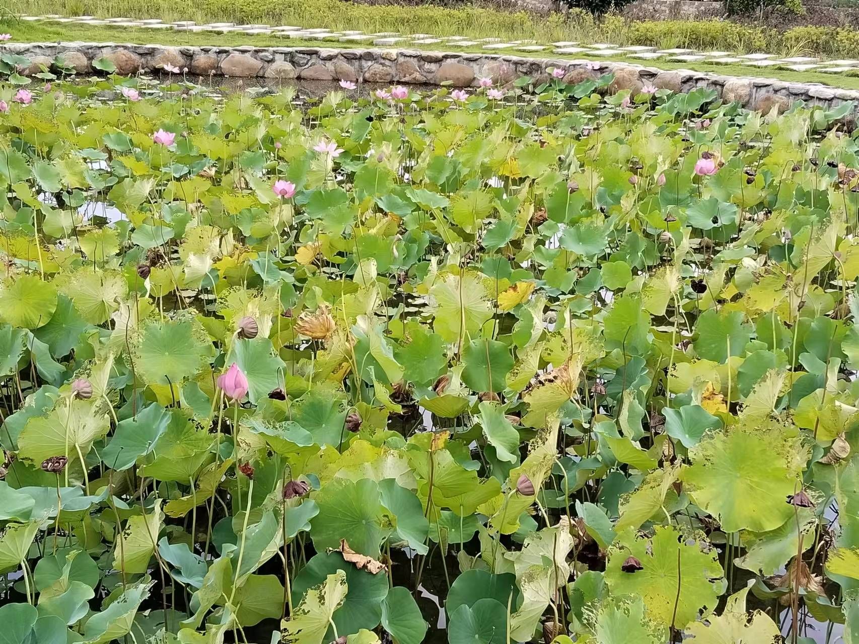 茶乡花海旅行图片 2