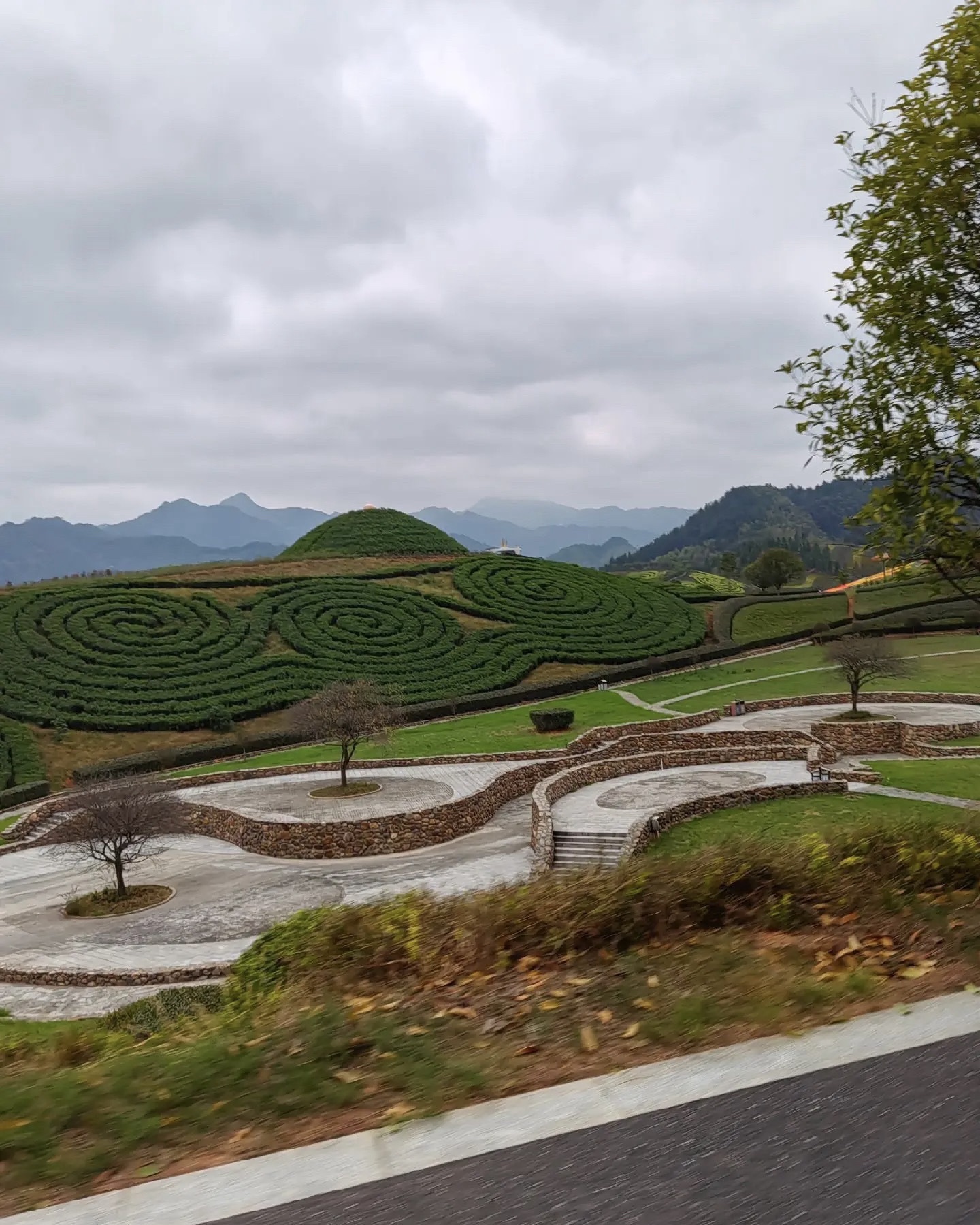 茶乡花海旅行图片 1