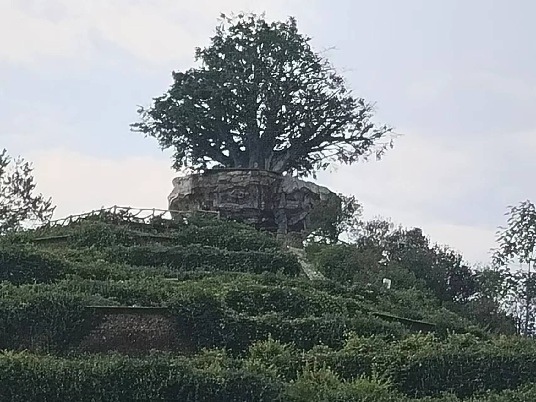茶乡花海旅行图片 1