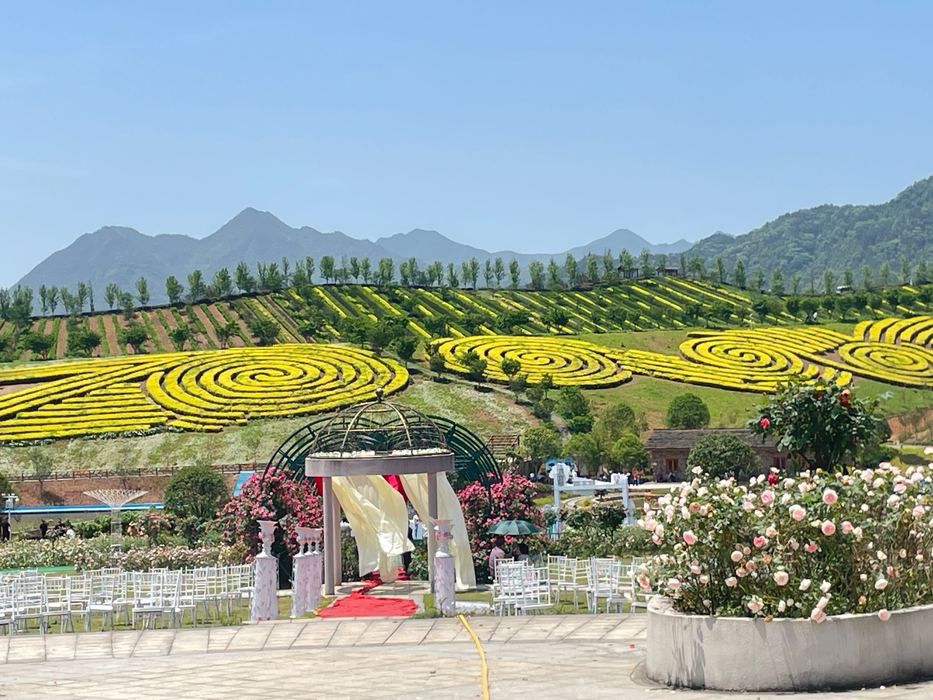茶乡花海旅行图片 3