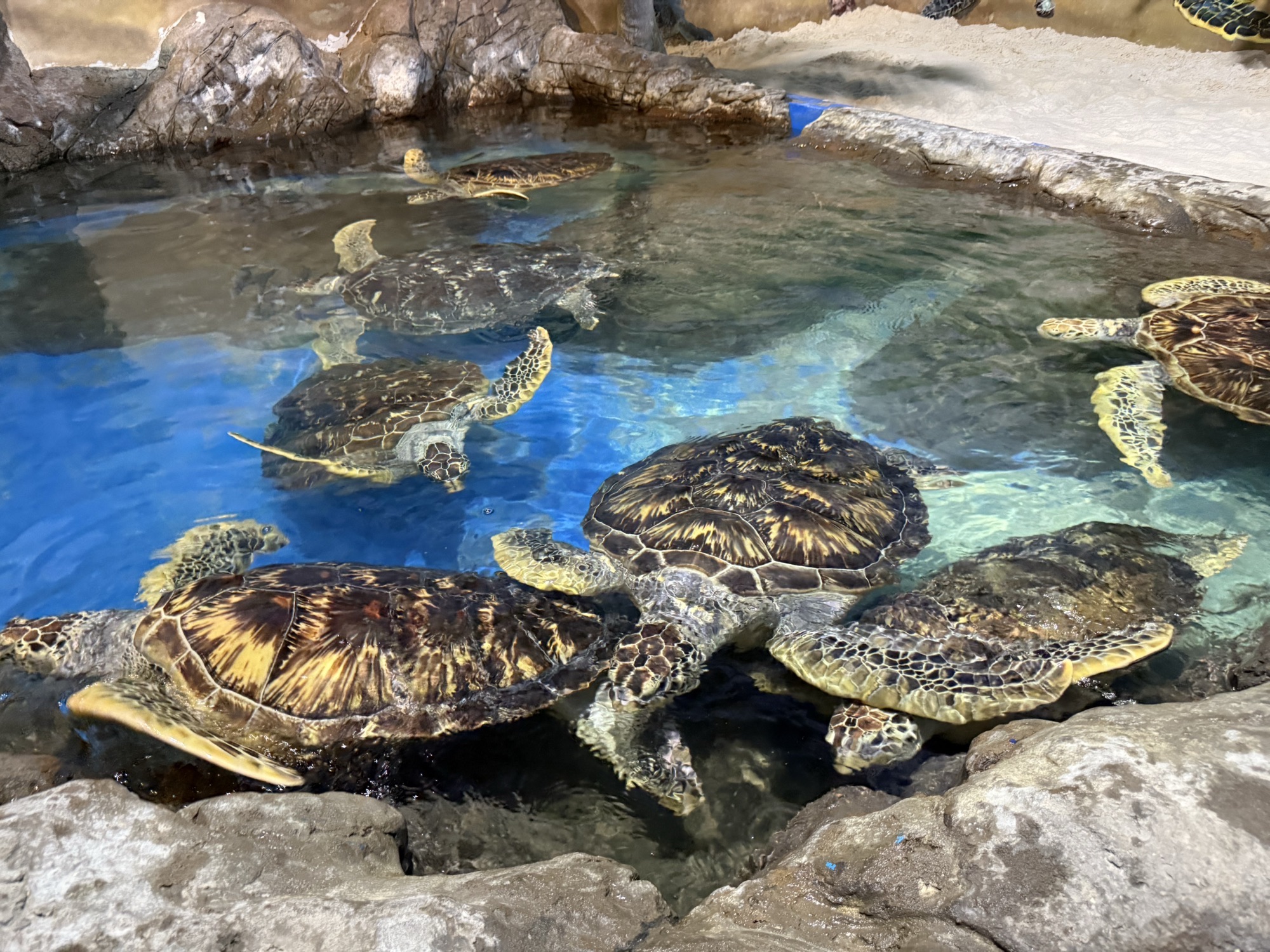 温州极地海洋世界旅行图片 3