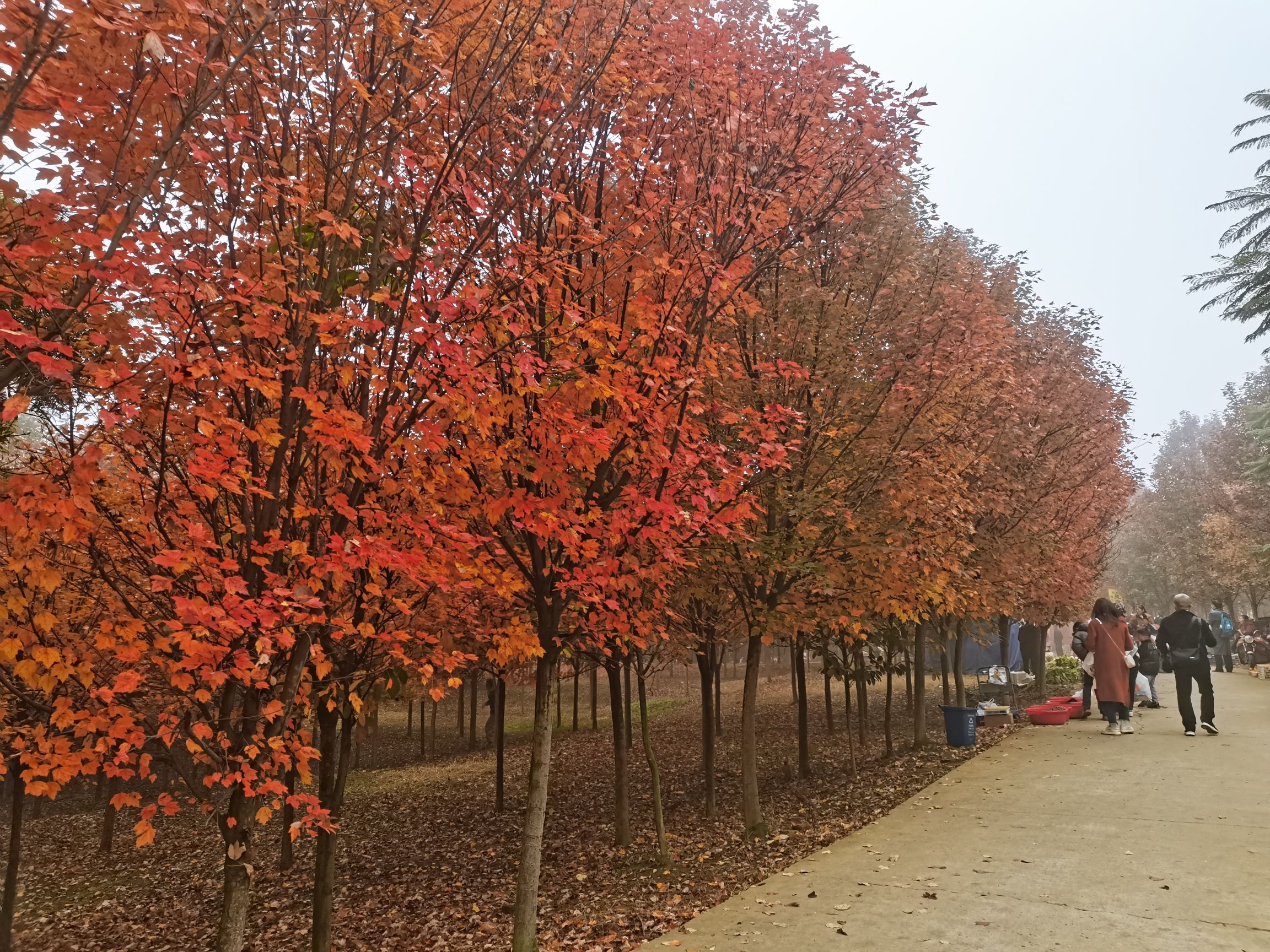 东坡枫林旅行图片 1