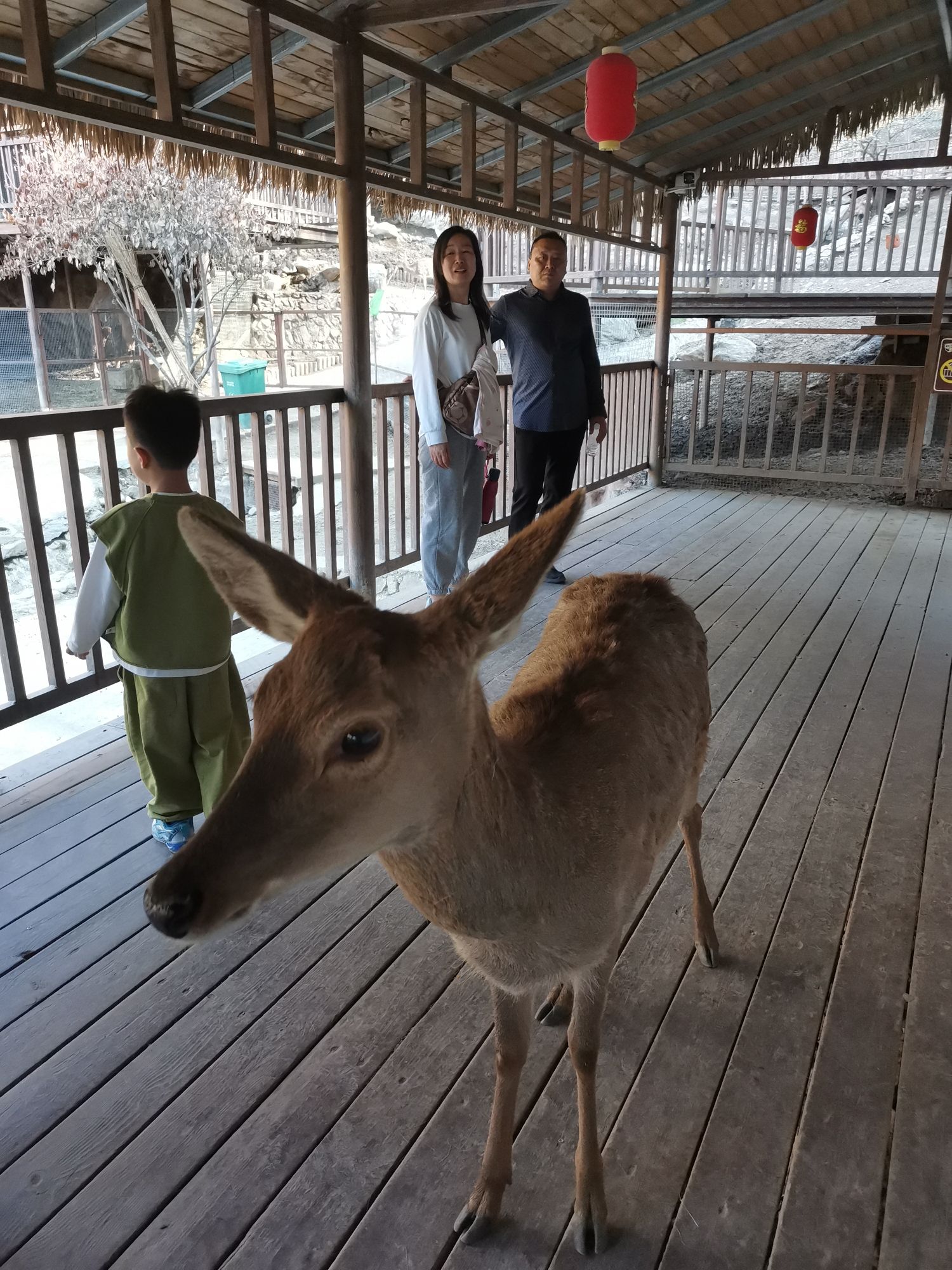 栾川竹海野生动物园旅行图片 3
