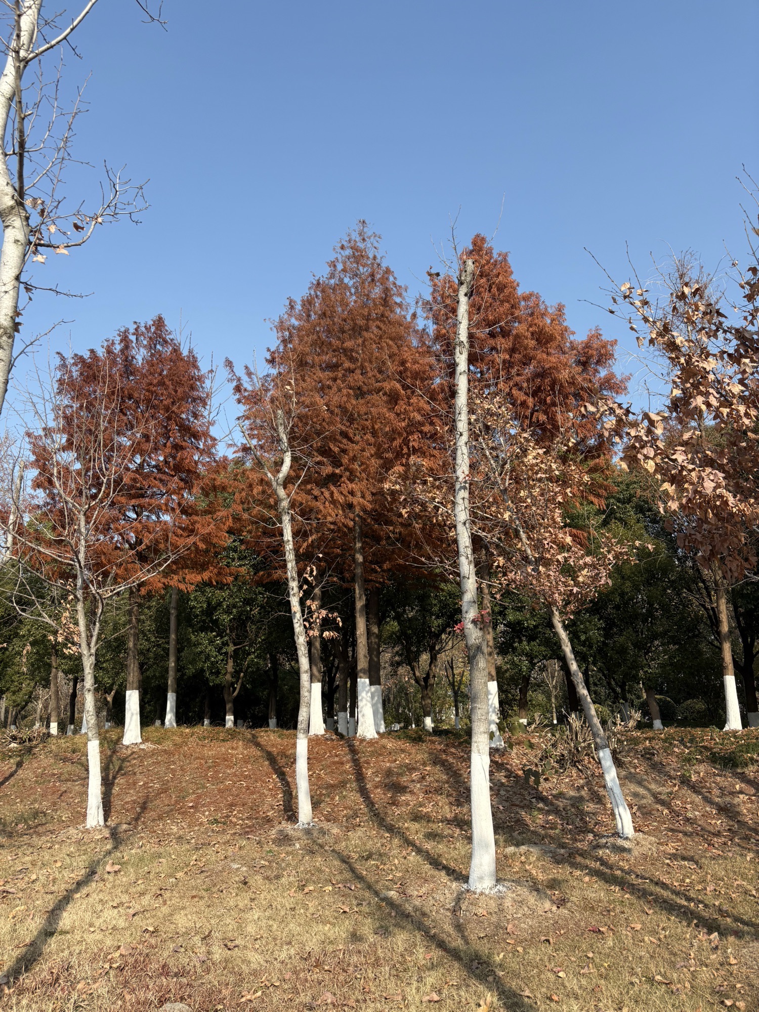 河塔聆听旅行图片 2