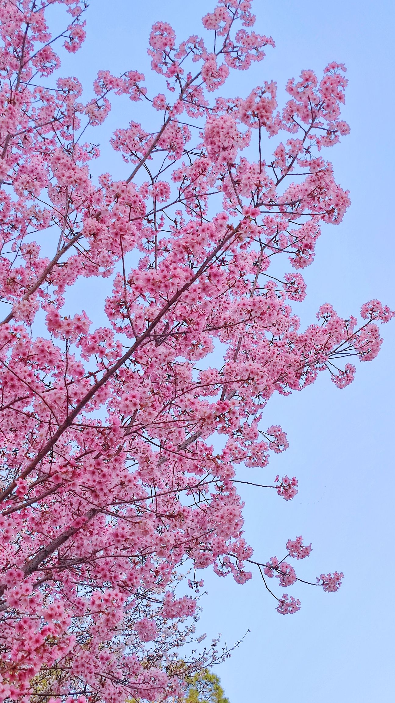 十里樱花园旅行图片 1
