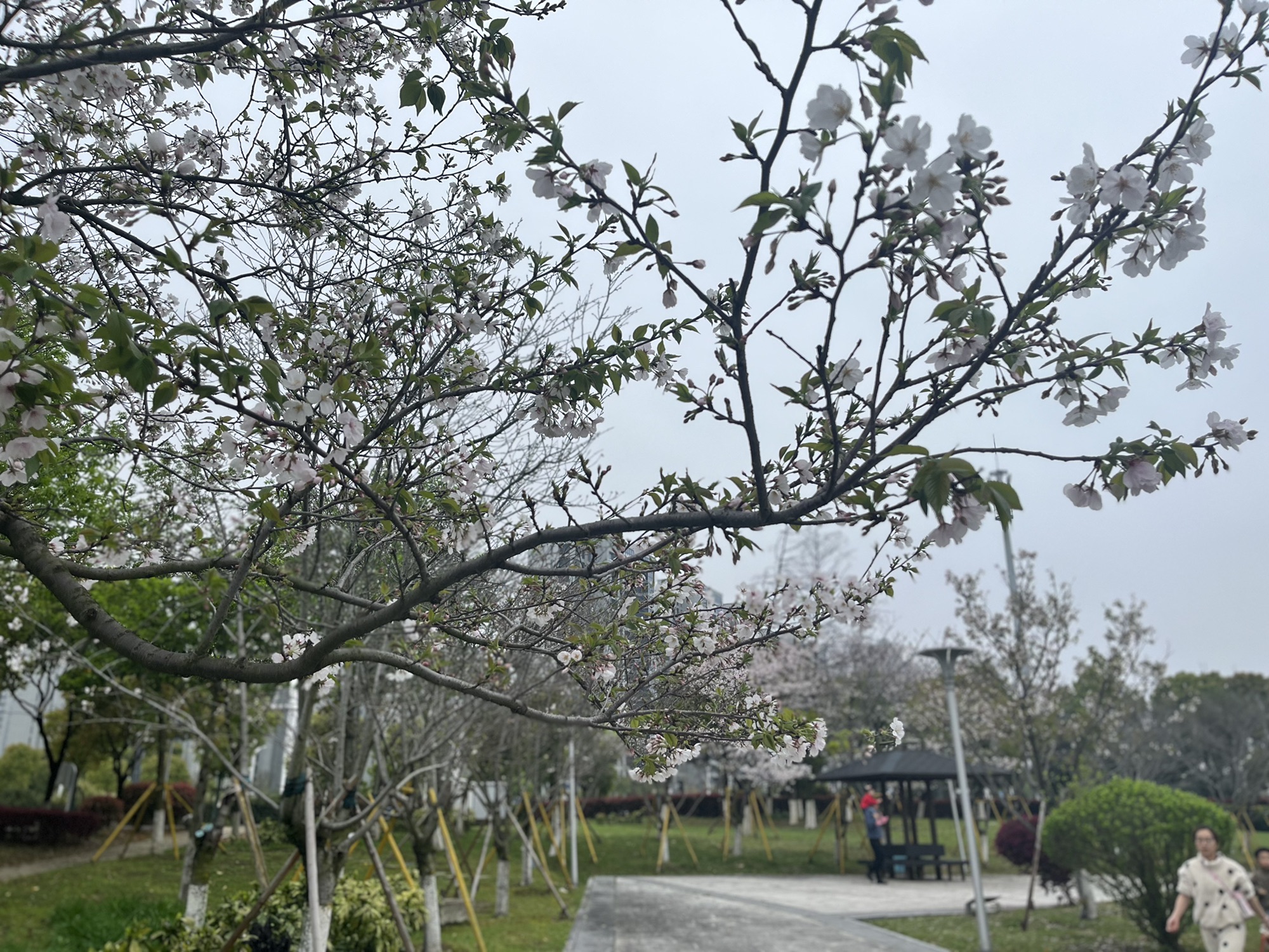 十里樱花园旅行图片 3
