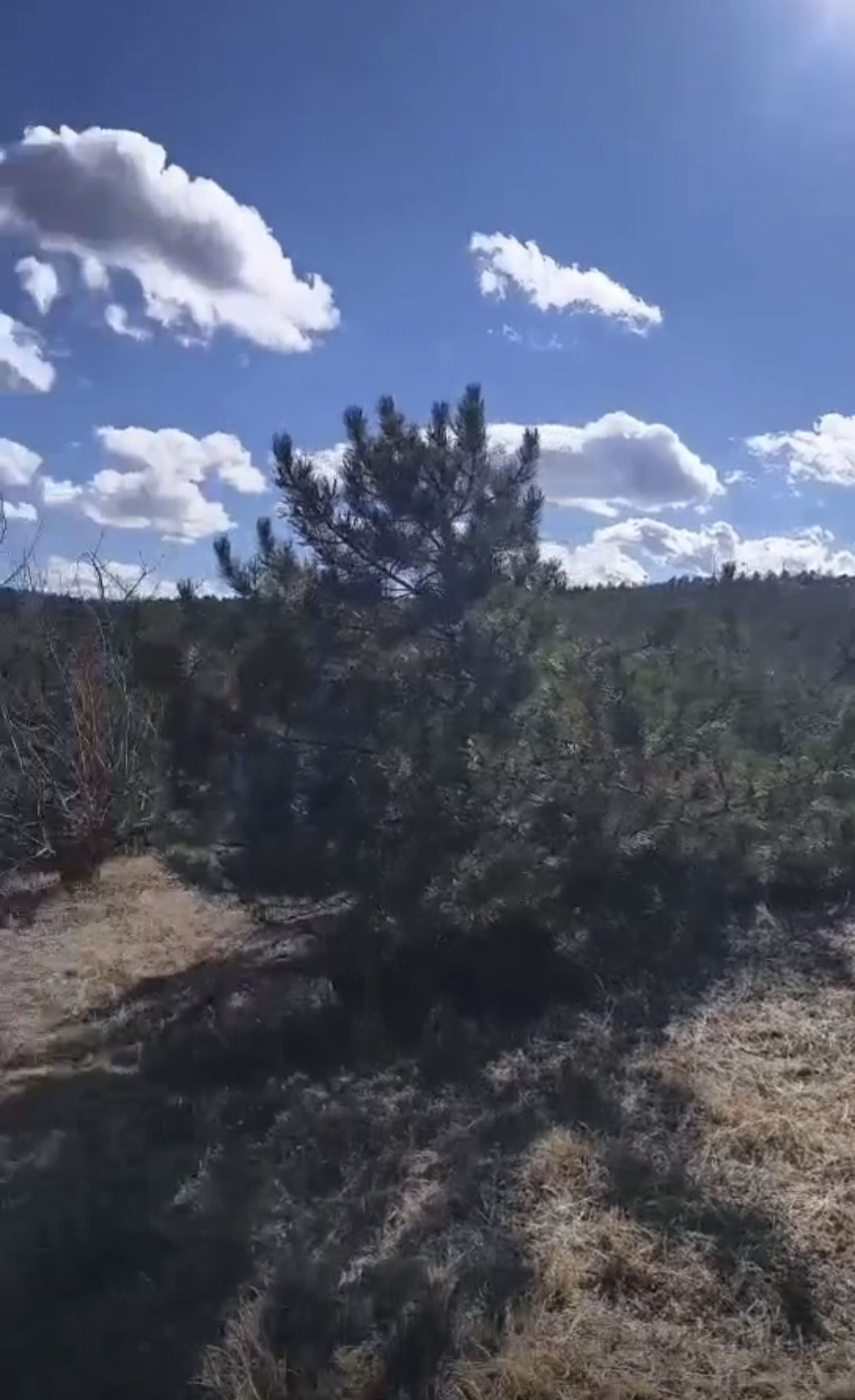 卧龙山生态公园旅行图片 1