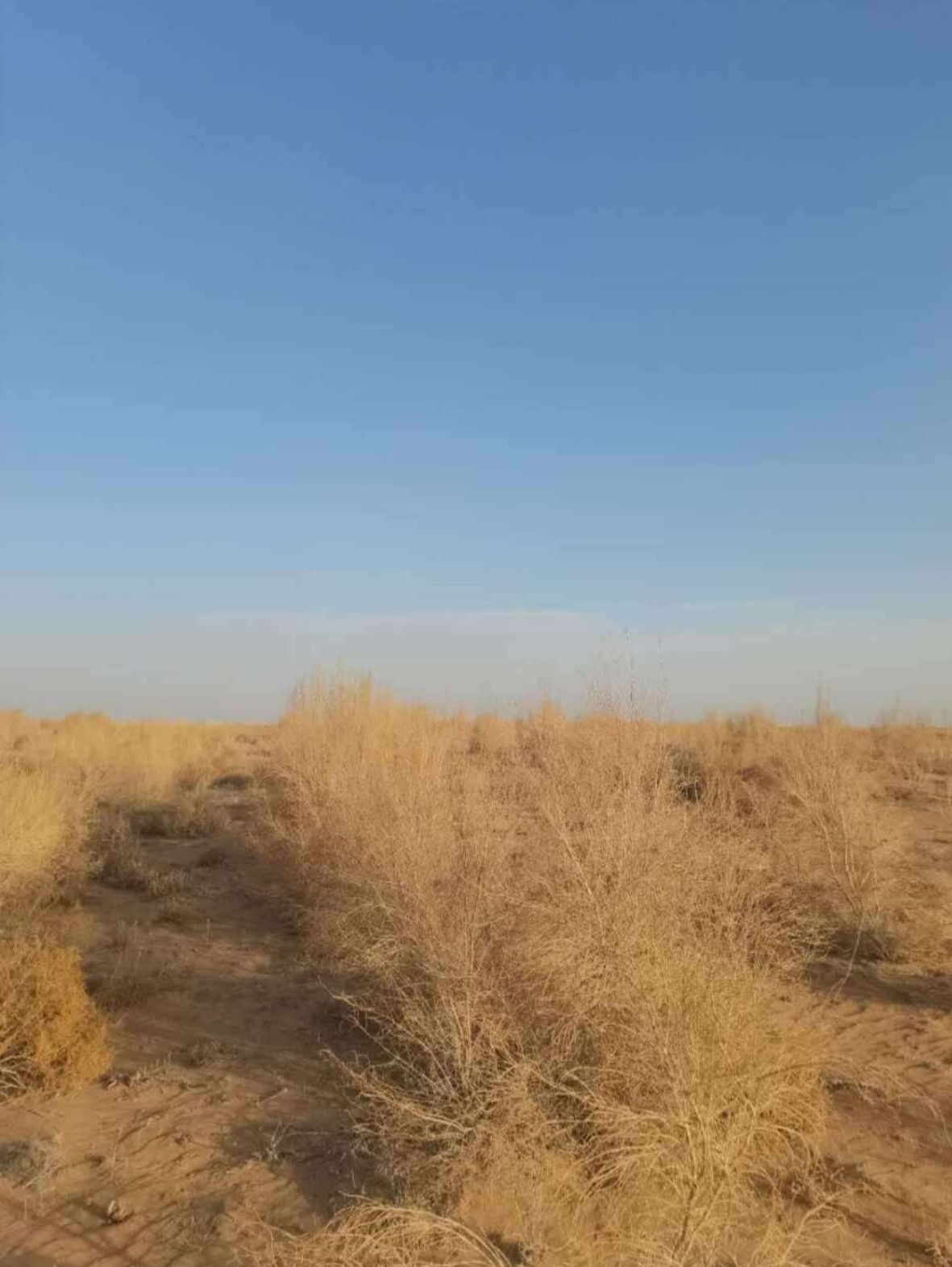 蚂蚁森林221号林·梭梭旅行图片 2
