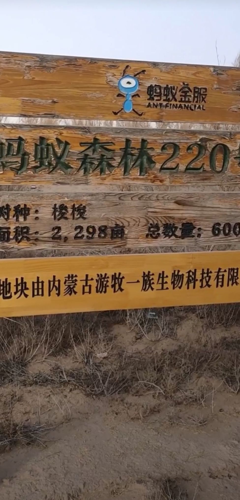 蚂蚁森林220号林·梭梭旅行图片 1
