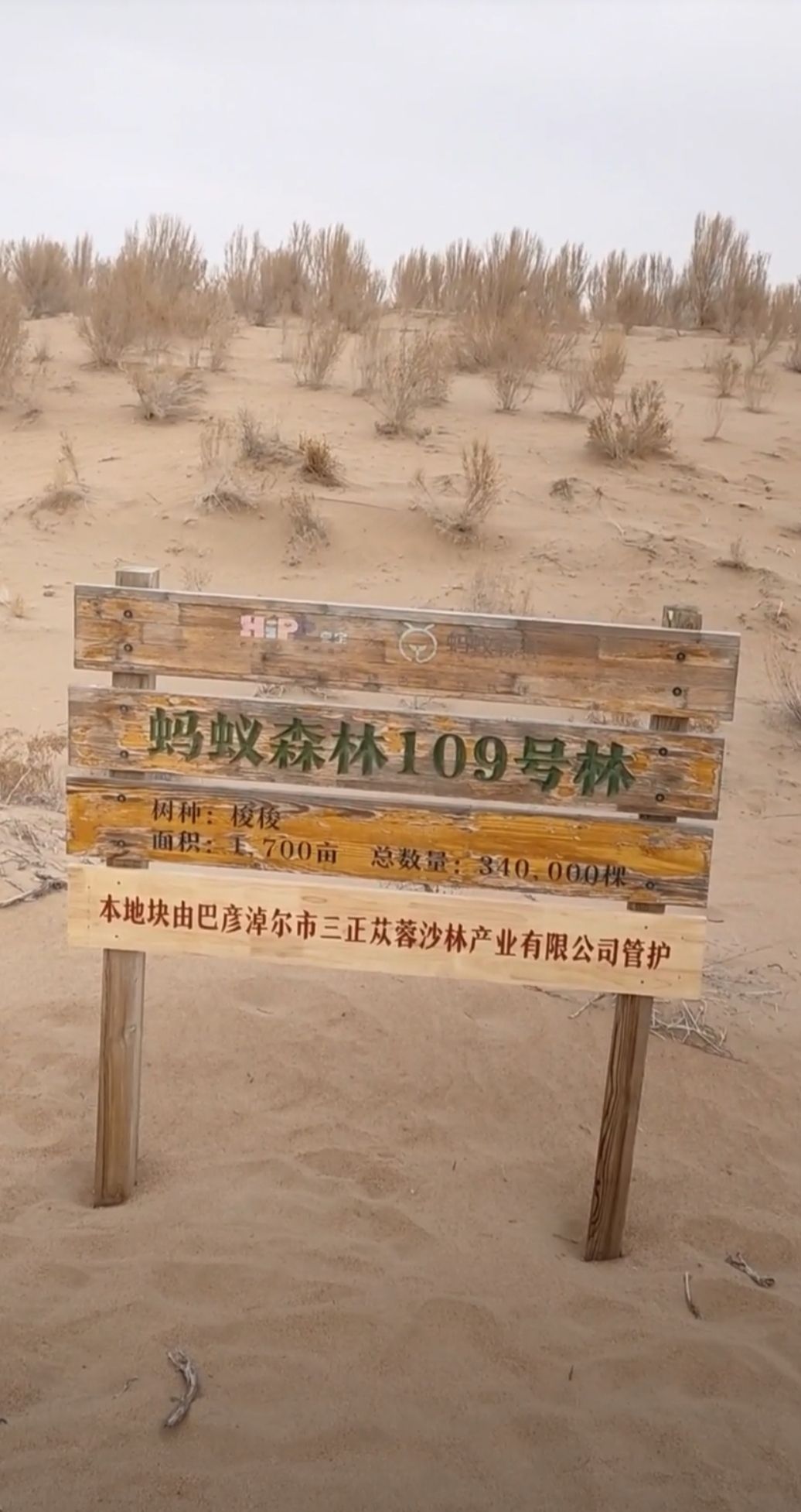 蚂蚁森林109号林·喜宝梭梭林旅行图片 1