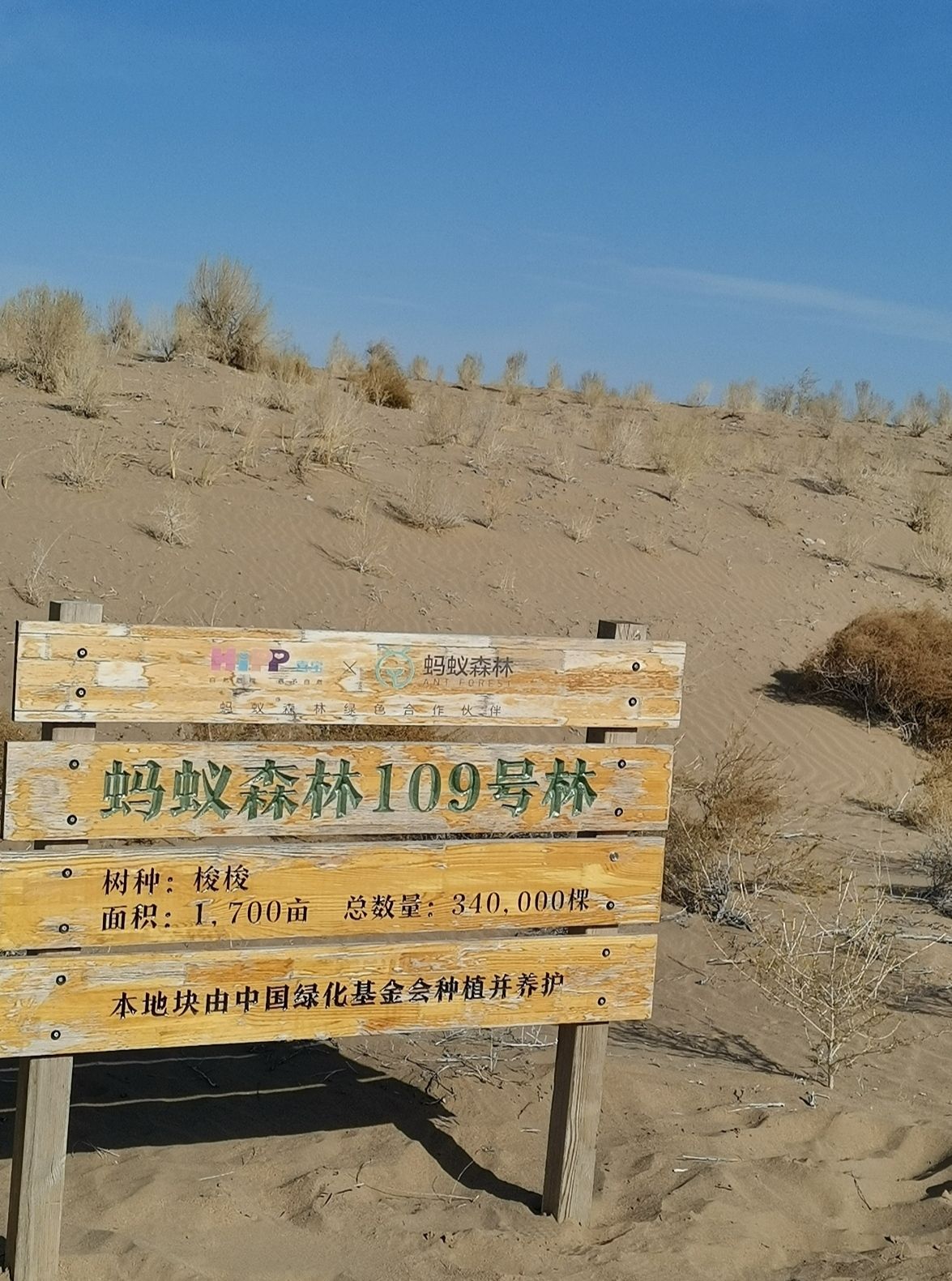 蚂蚁森林109号林·喜宝梭梭林旅行图片 1