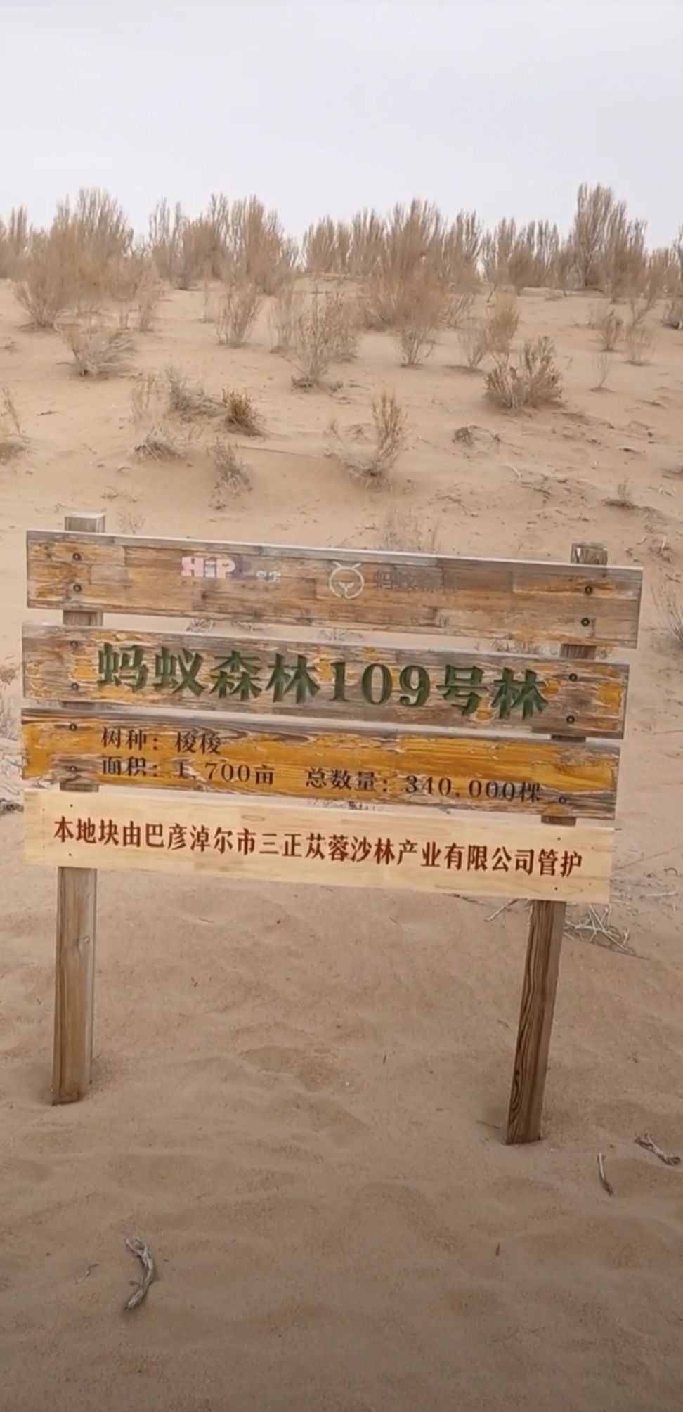 蚂蚁森林109号林·喜宝梭梭林旅行图片 2