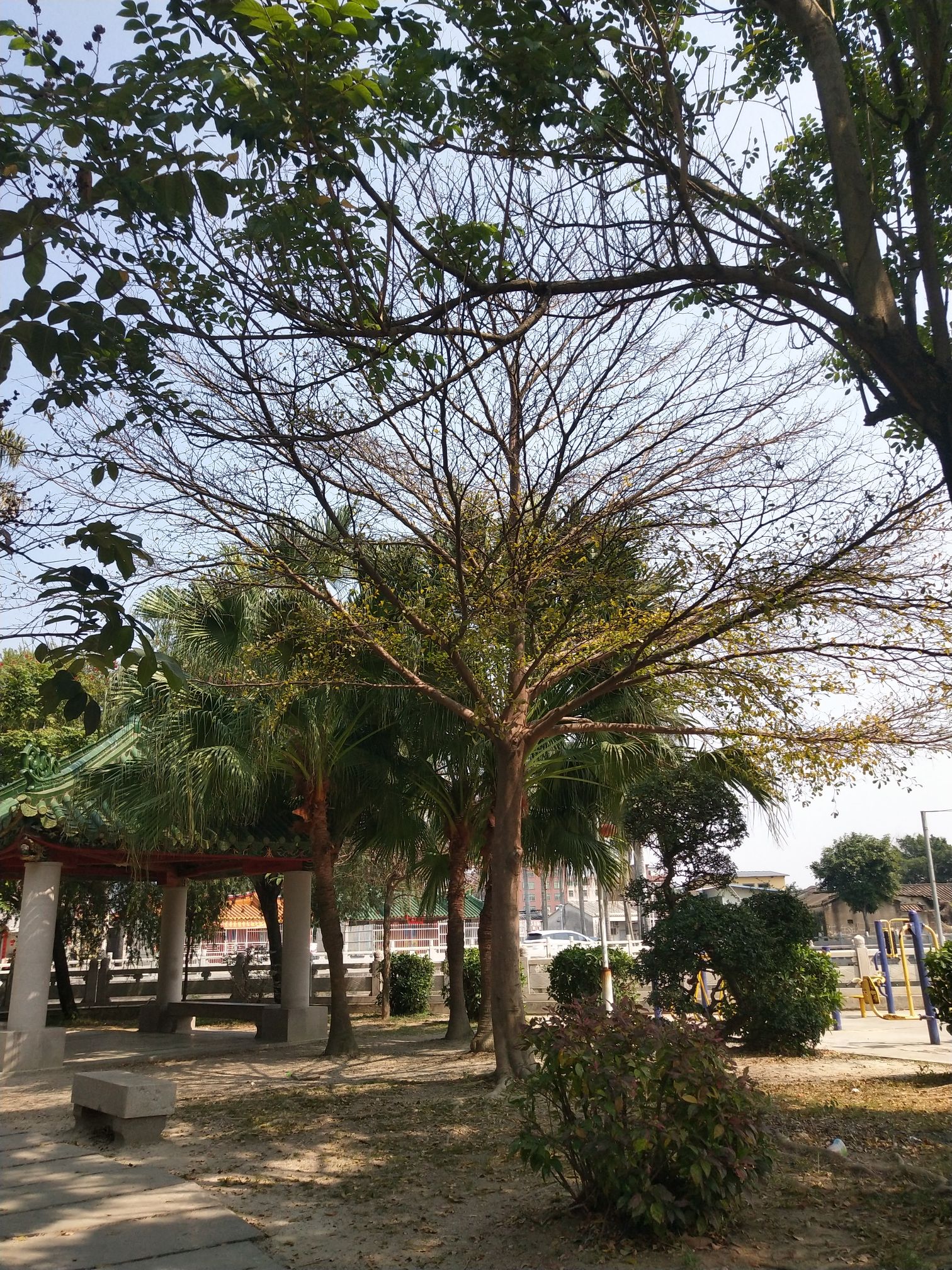 湖东公园旅行图片 2