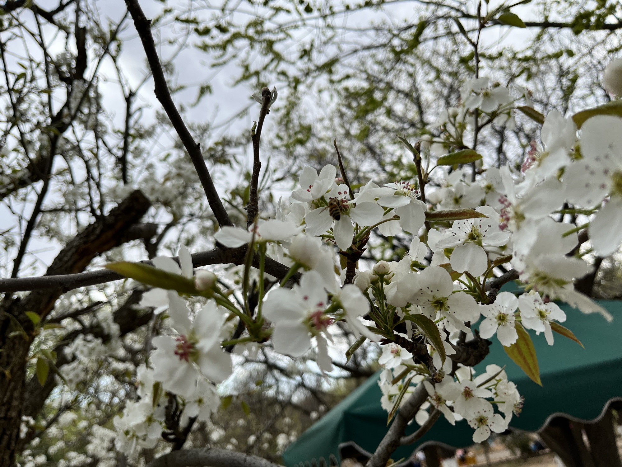大雁滩景区旅行图片 2