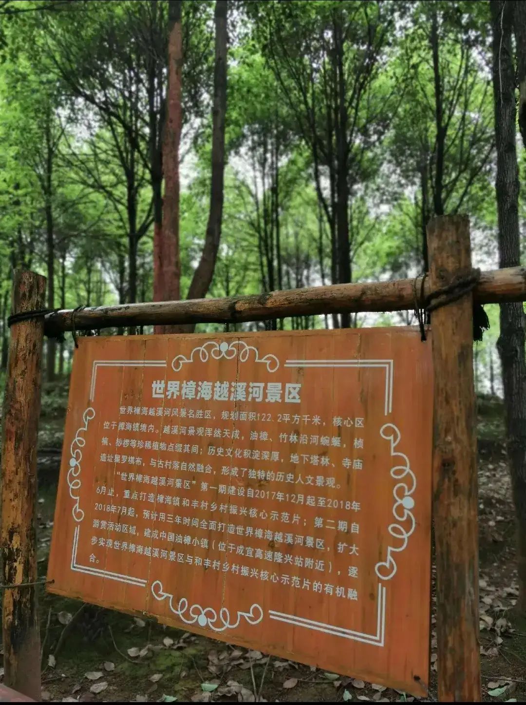 世界樟海旅行图片 3