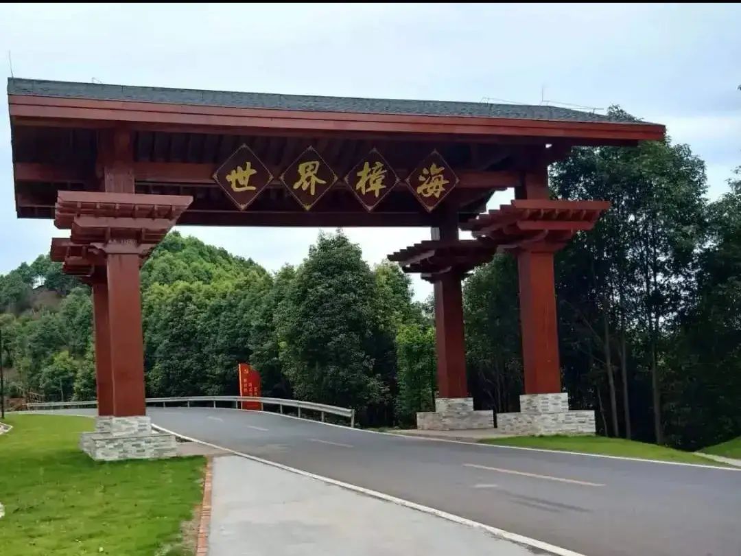 世界樟海旅行图片 2
