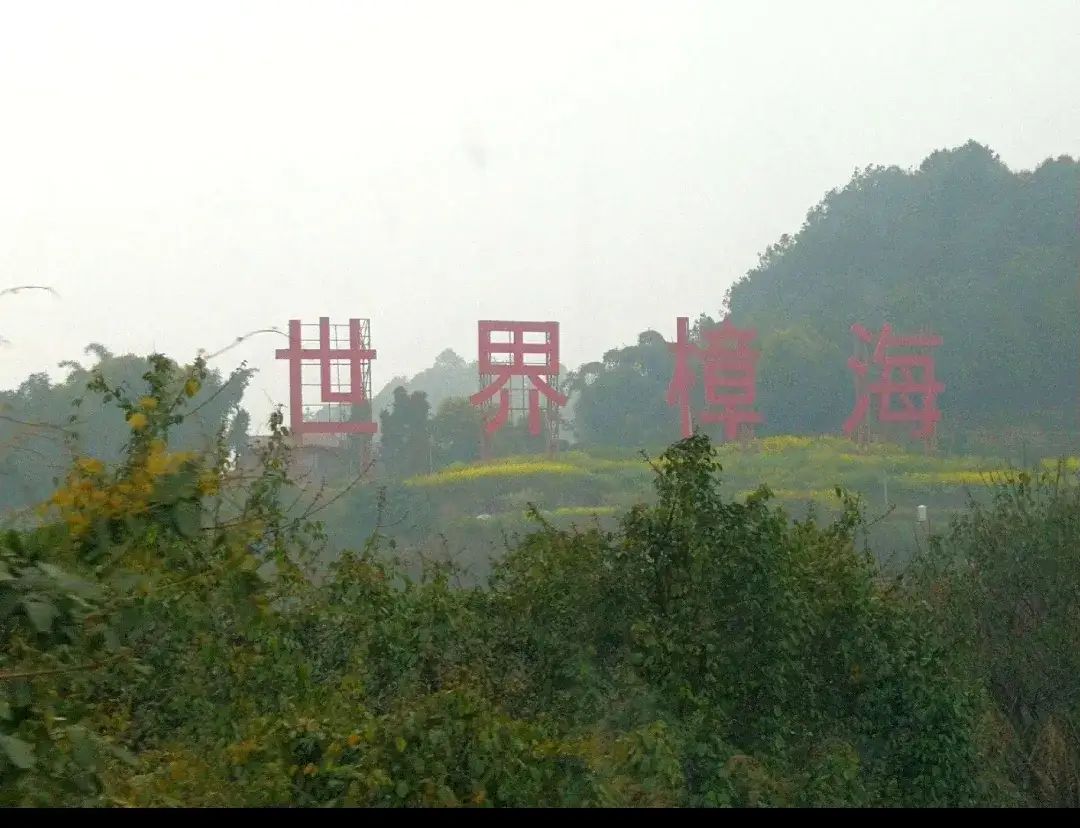 世界樟海旅行图片 1