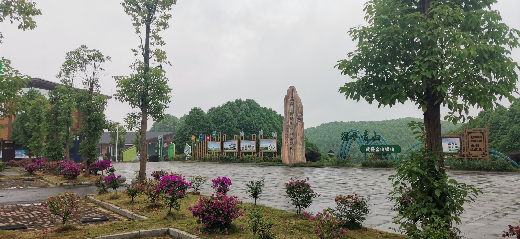 世界樟海旅行图片 2