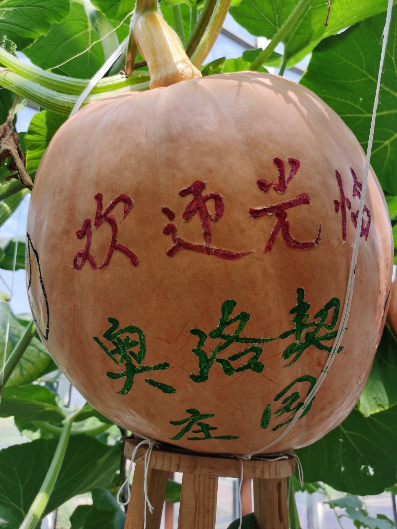 奥洛契庄园(暂停开放)旅行图片 2