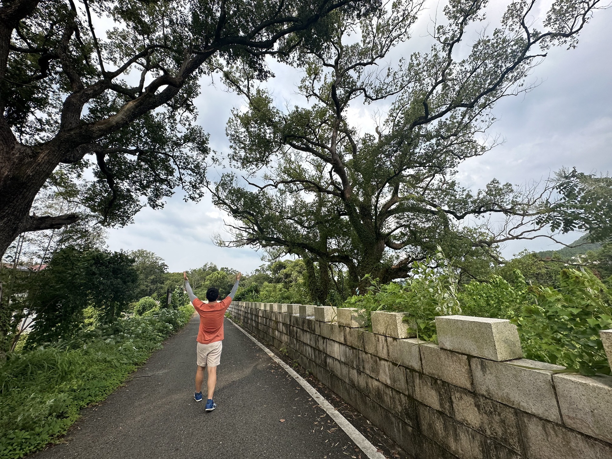 华夏第一樟旅行图片 1