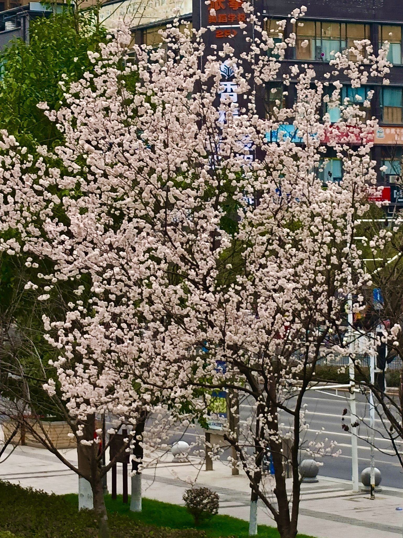 大寨子公园旅行图片 3