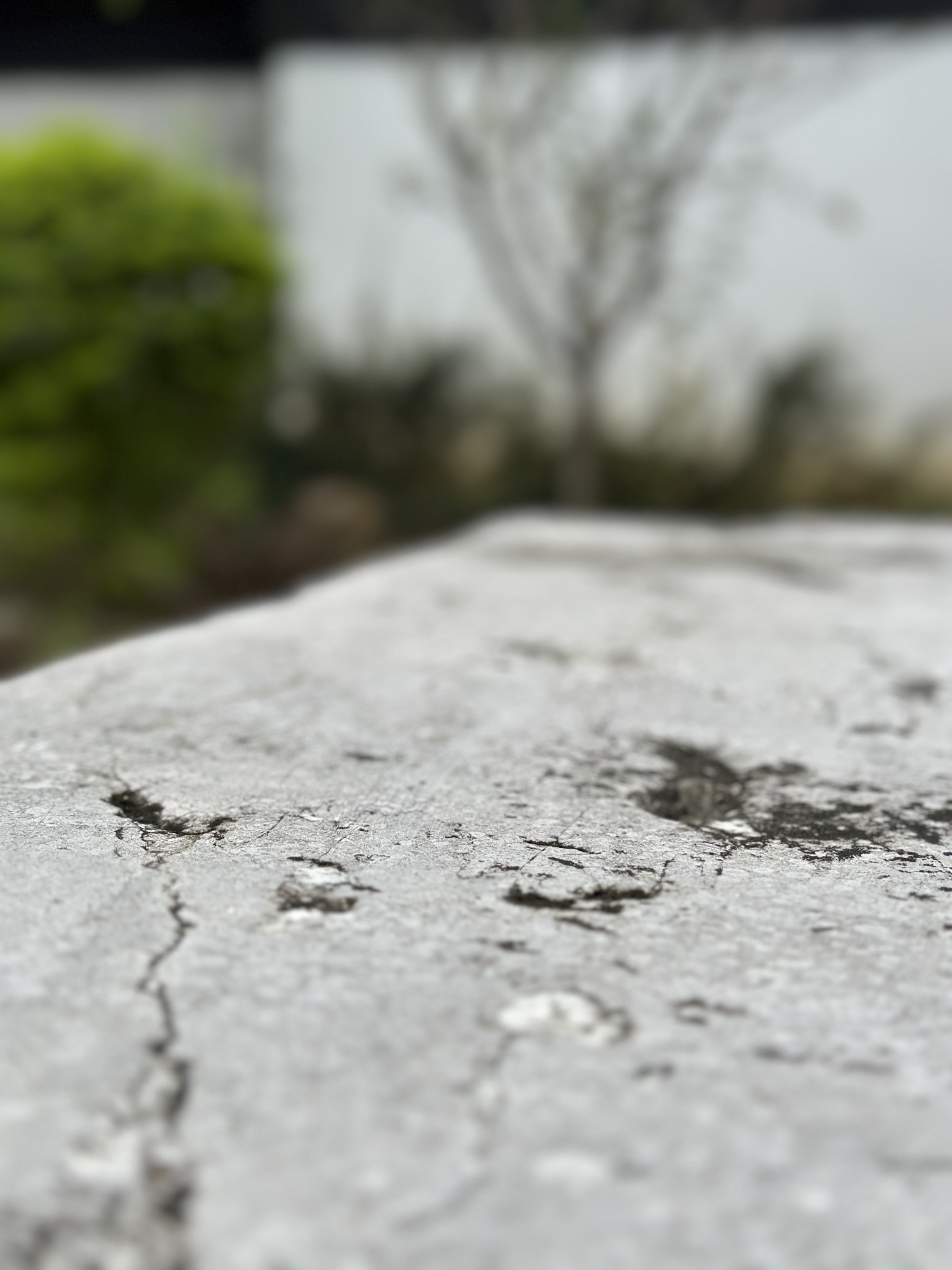 东坡海棠园旅行图片 1
