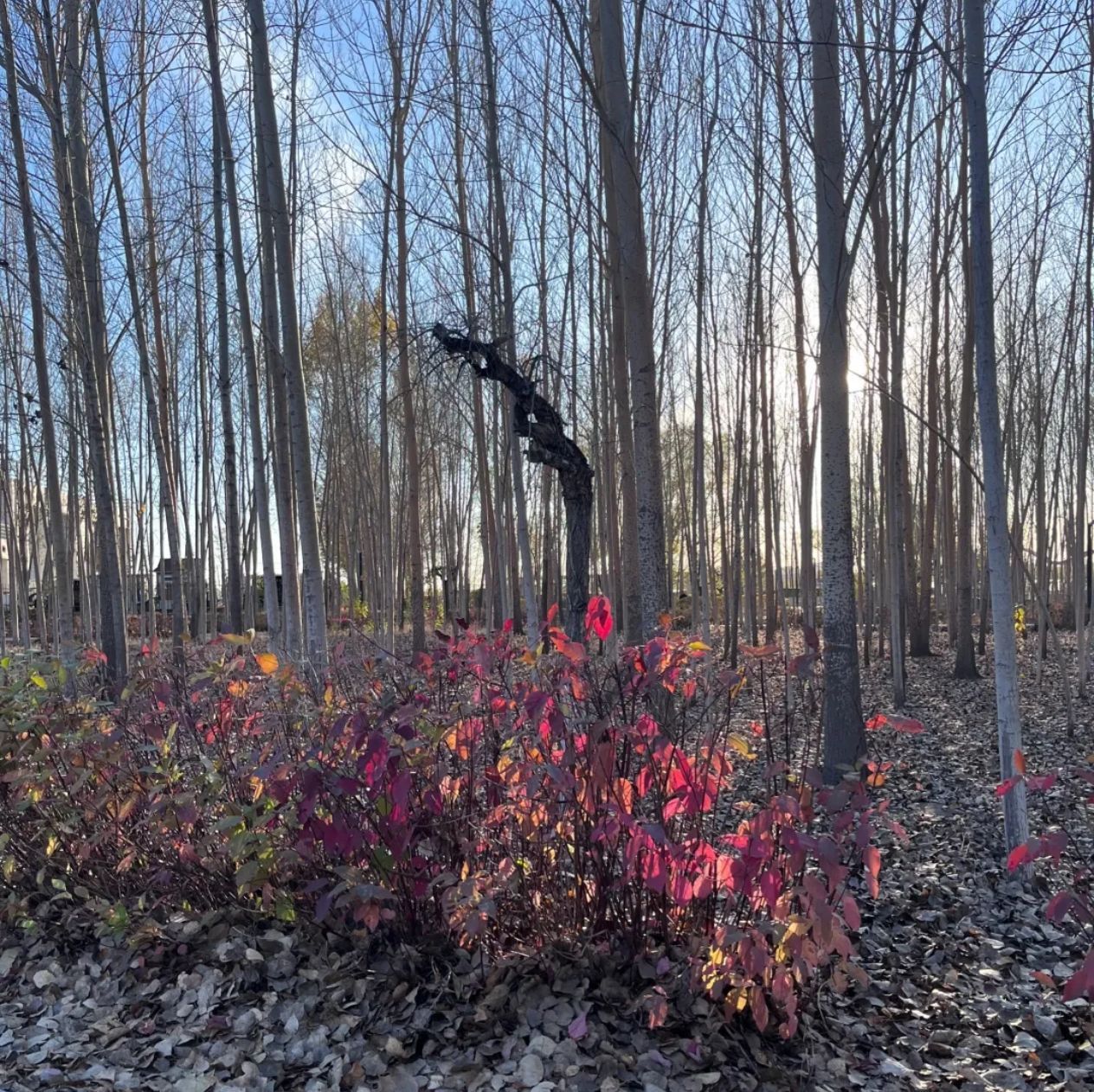 安达市森林公园旅行图片 3