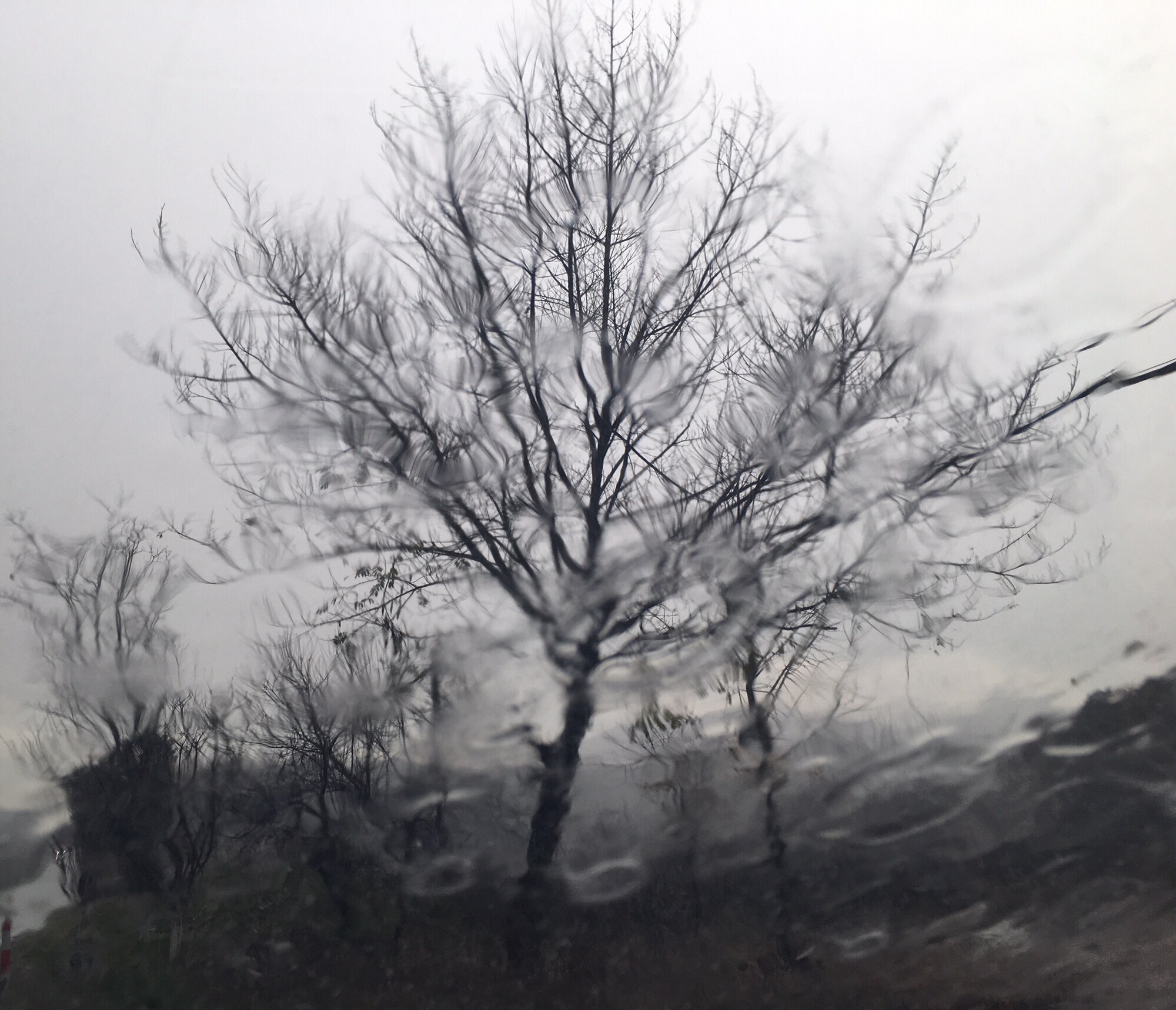 鲢鱼桥湿地旅行图片 3