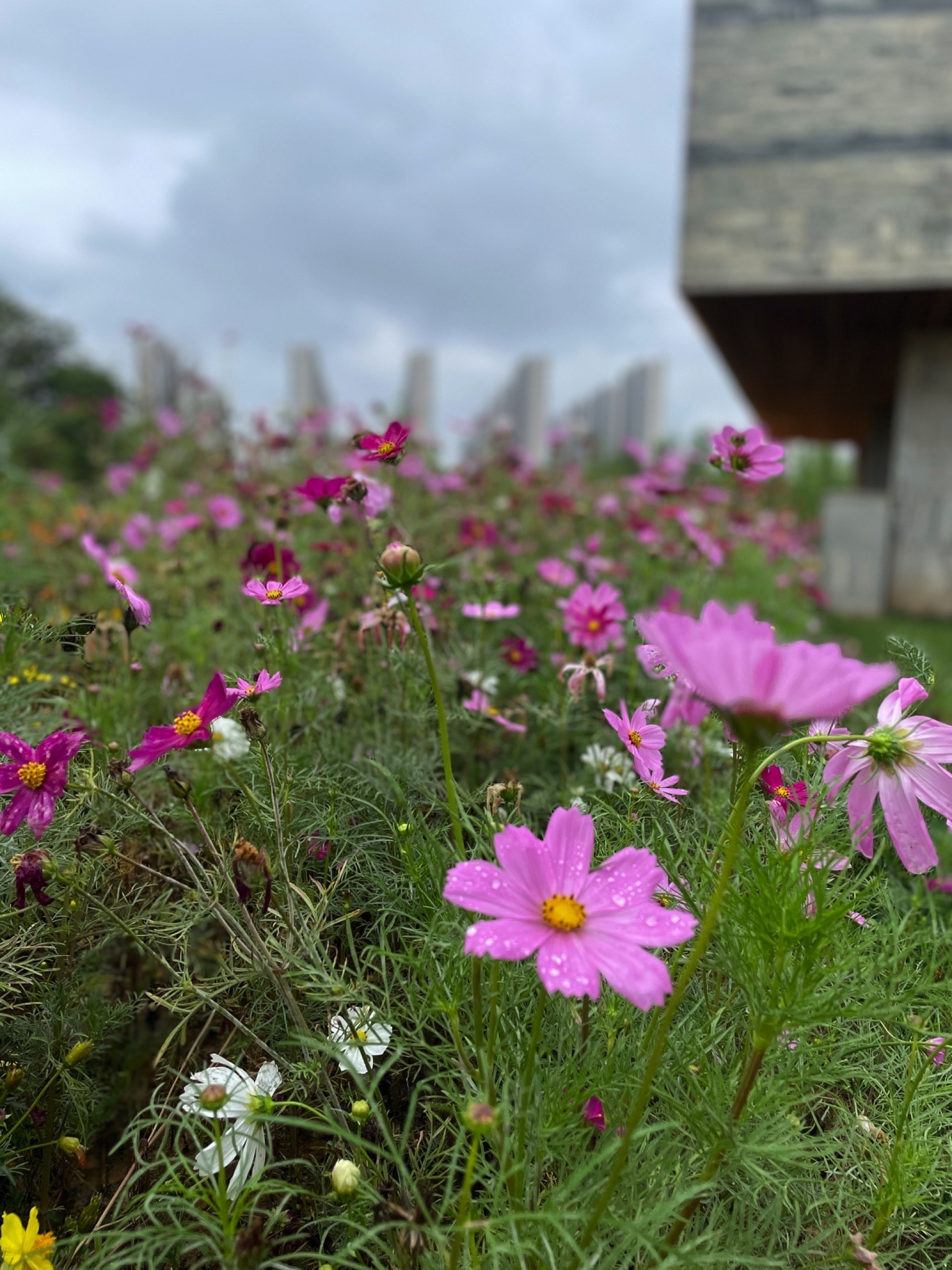 玲岗湿地公园旅行图片 1