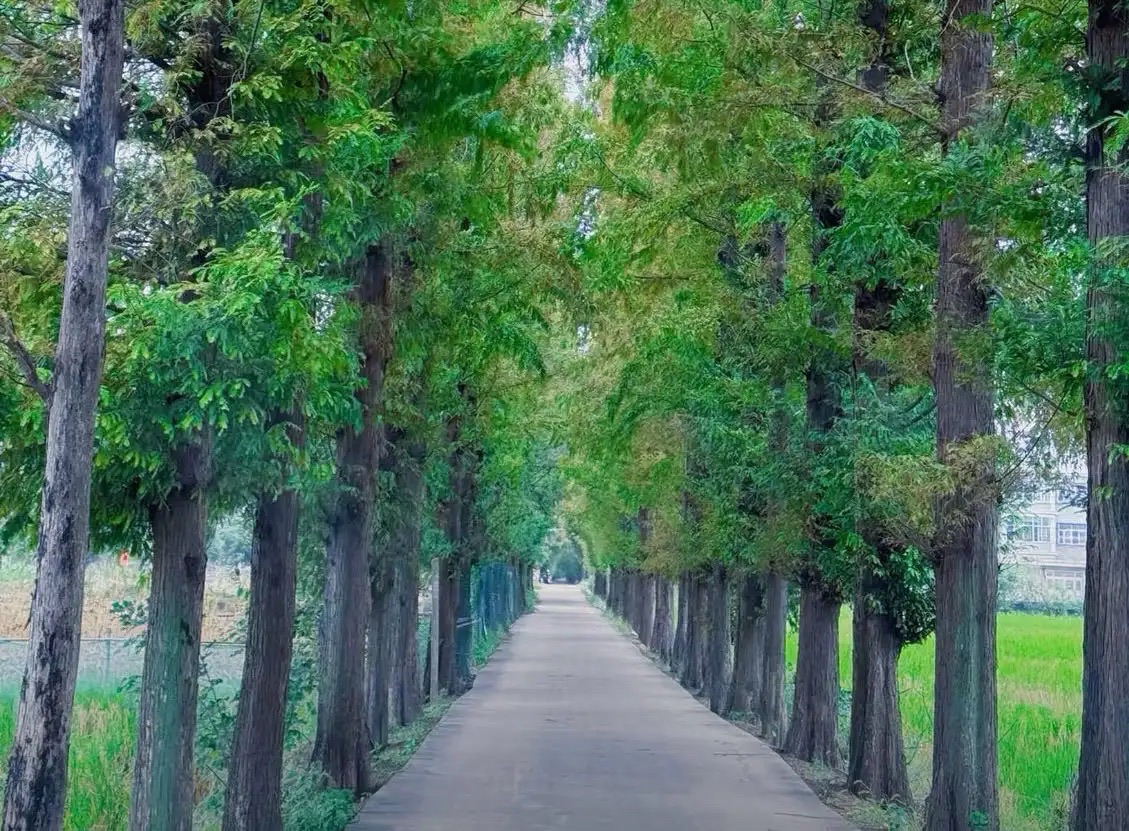 小南京乡村旅游扶贫示范区旅行图片 2