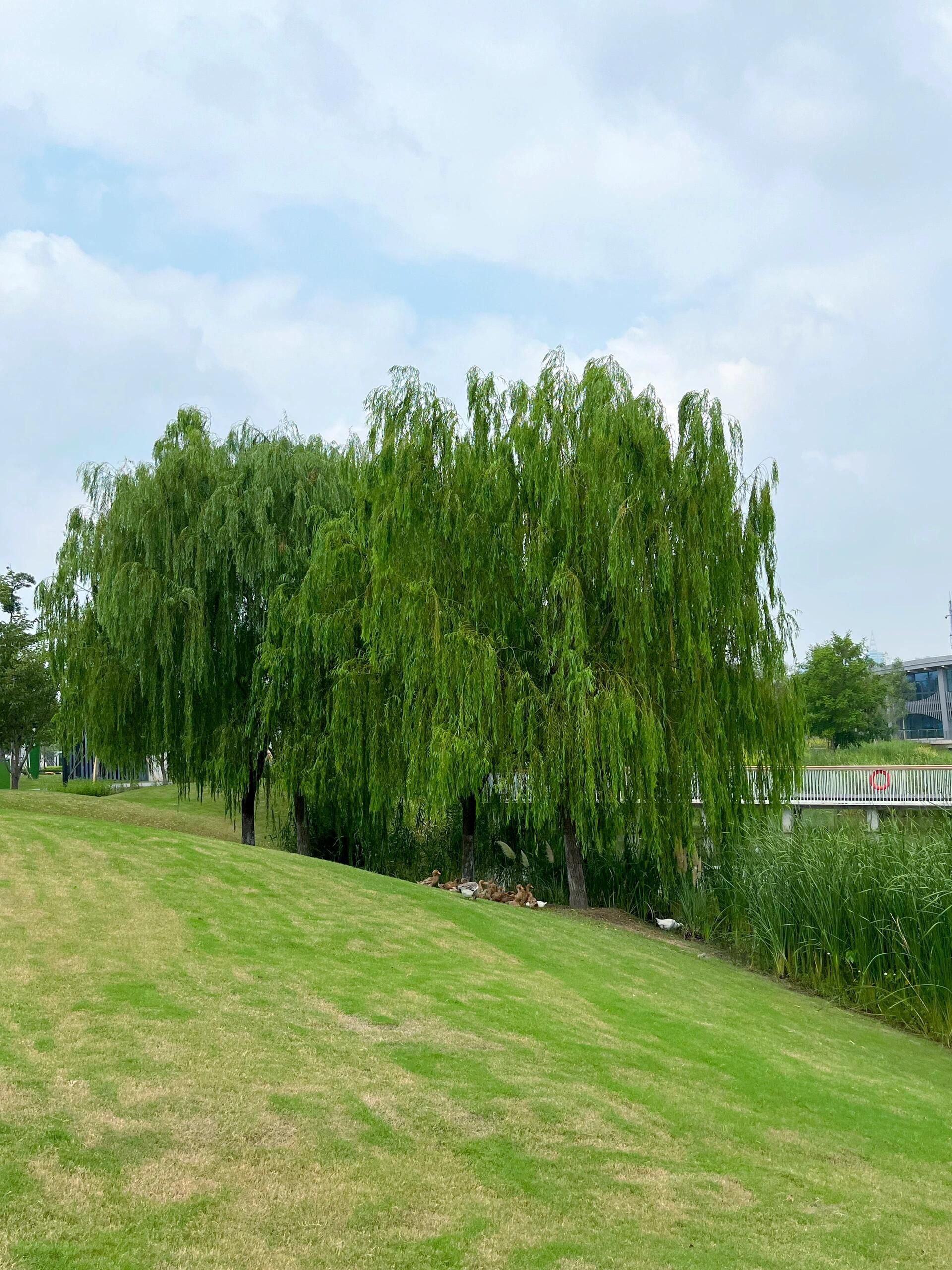 金桥公园旅行图片 3