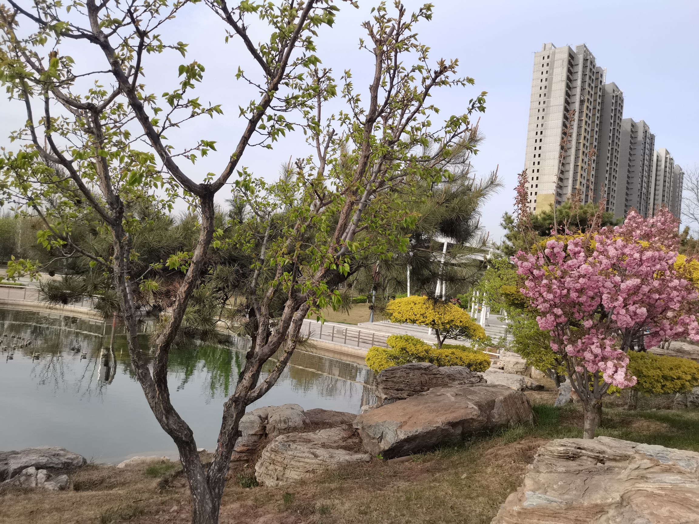 金桥公园旅行图片 2