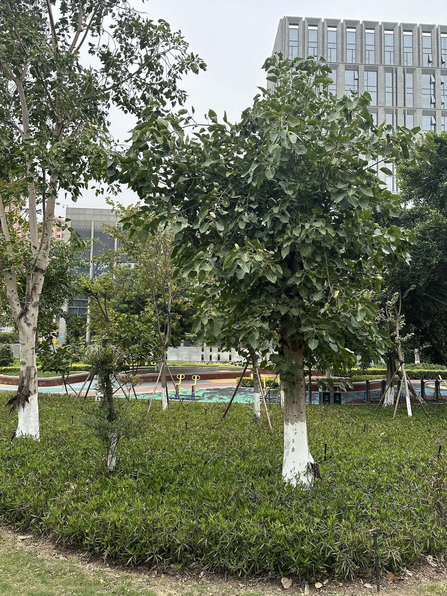 莲花公园旅行图片 3