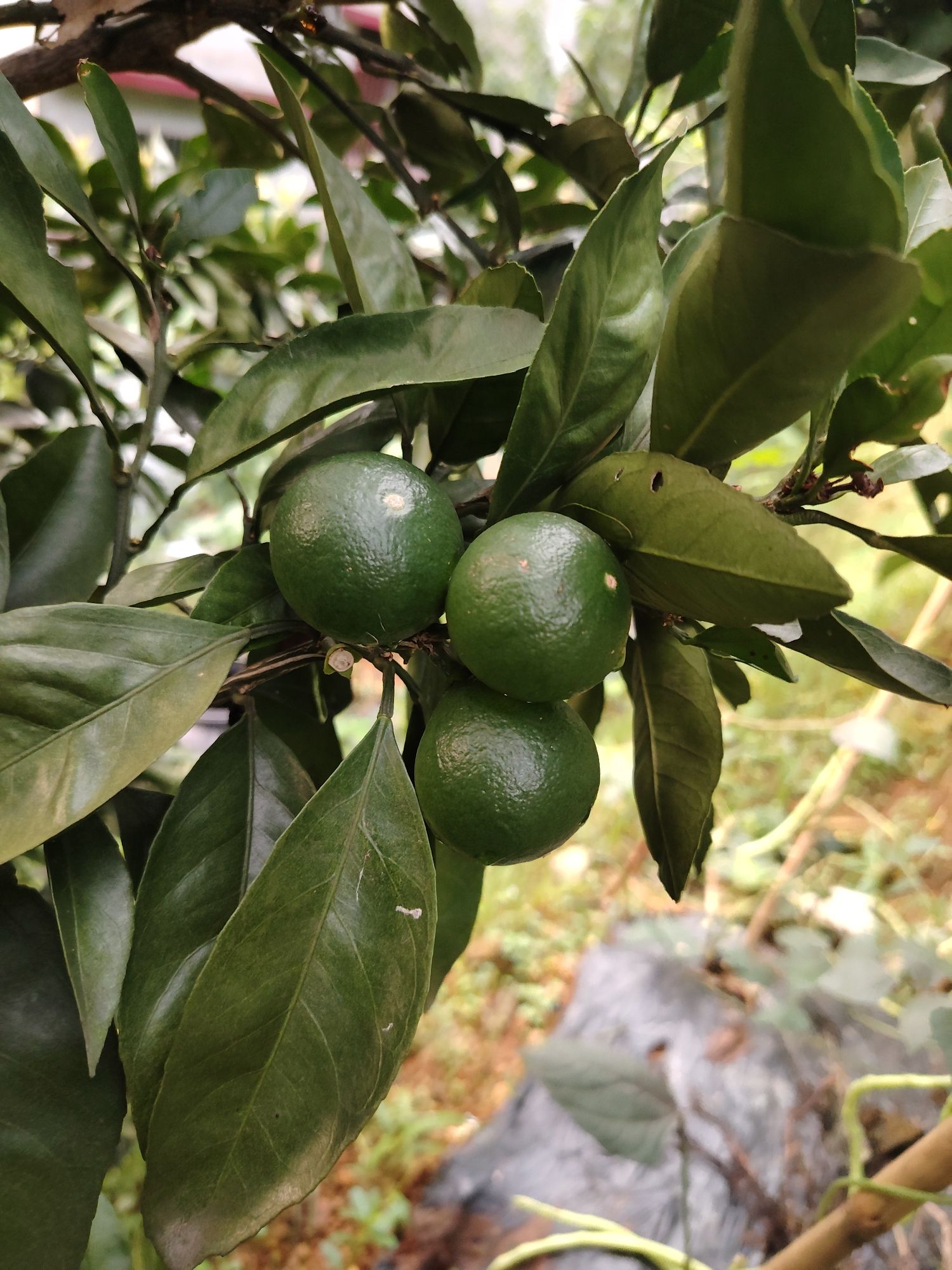 栗江公园旅行图片 1